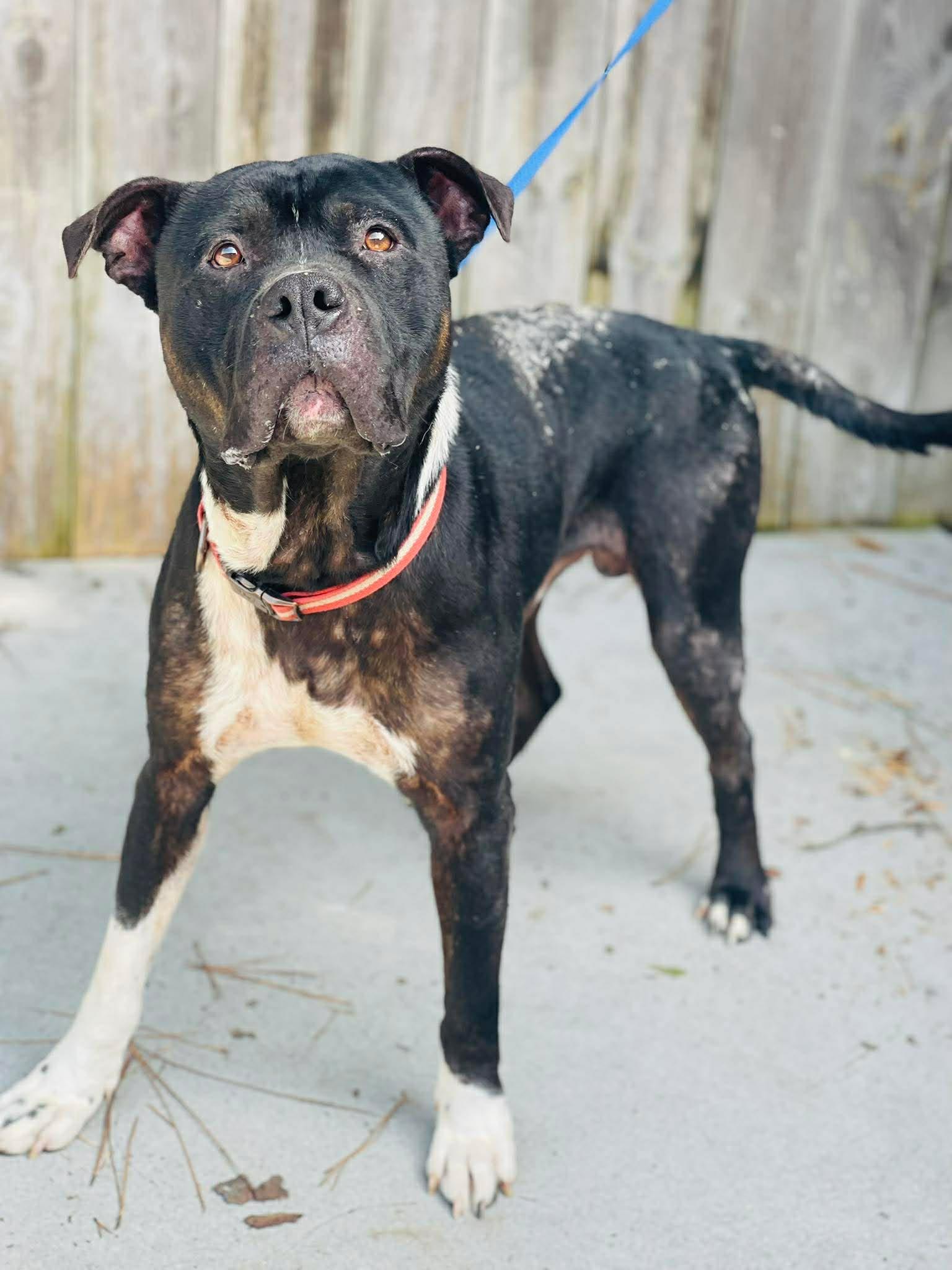 AC- 4770 "Jasper", ADOPTABLE, Adult Male Pit Bull Terrier.
