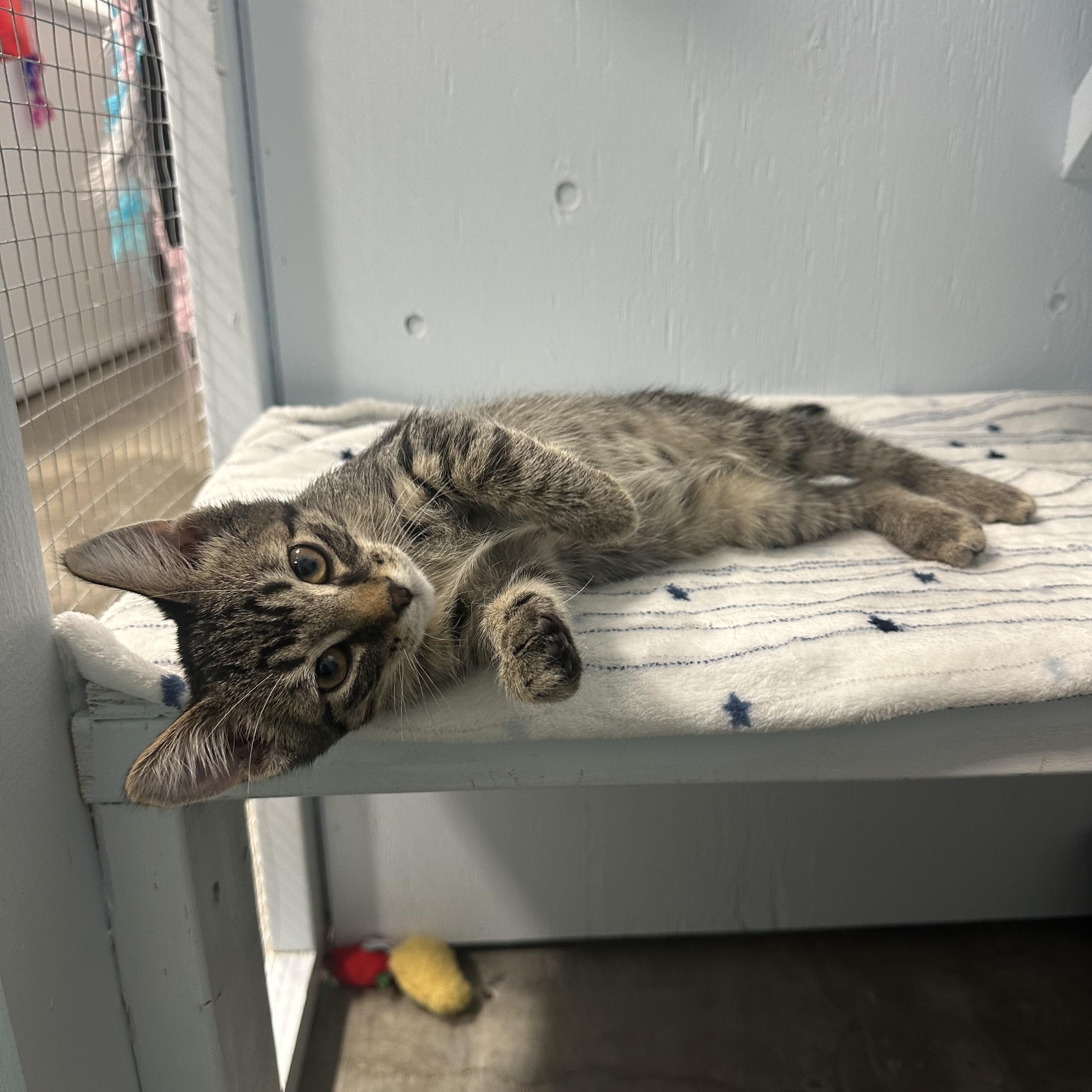 Enlarge Echo, a Adopted Domestic Short Hair in Mission, BC image 1/3