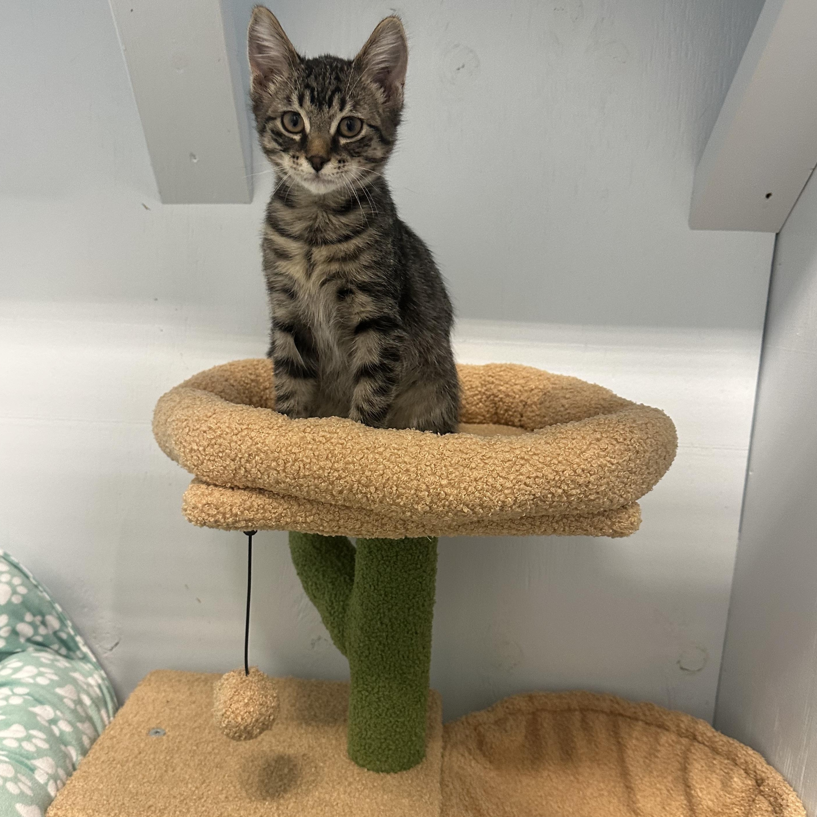 Enlarge Echo, a Adopted Domestic Short Hair in Mission, BC image 2/3