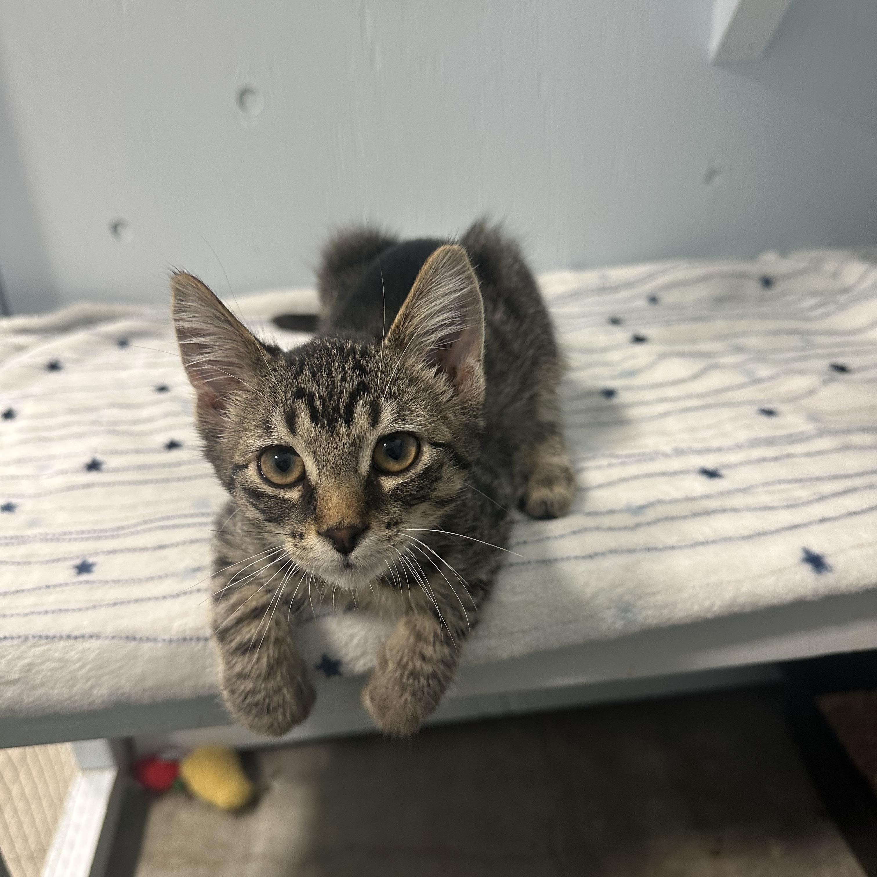 Enlarge Echo, a Adopted Domestic Short Hair in Mission, BC image 3/3