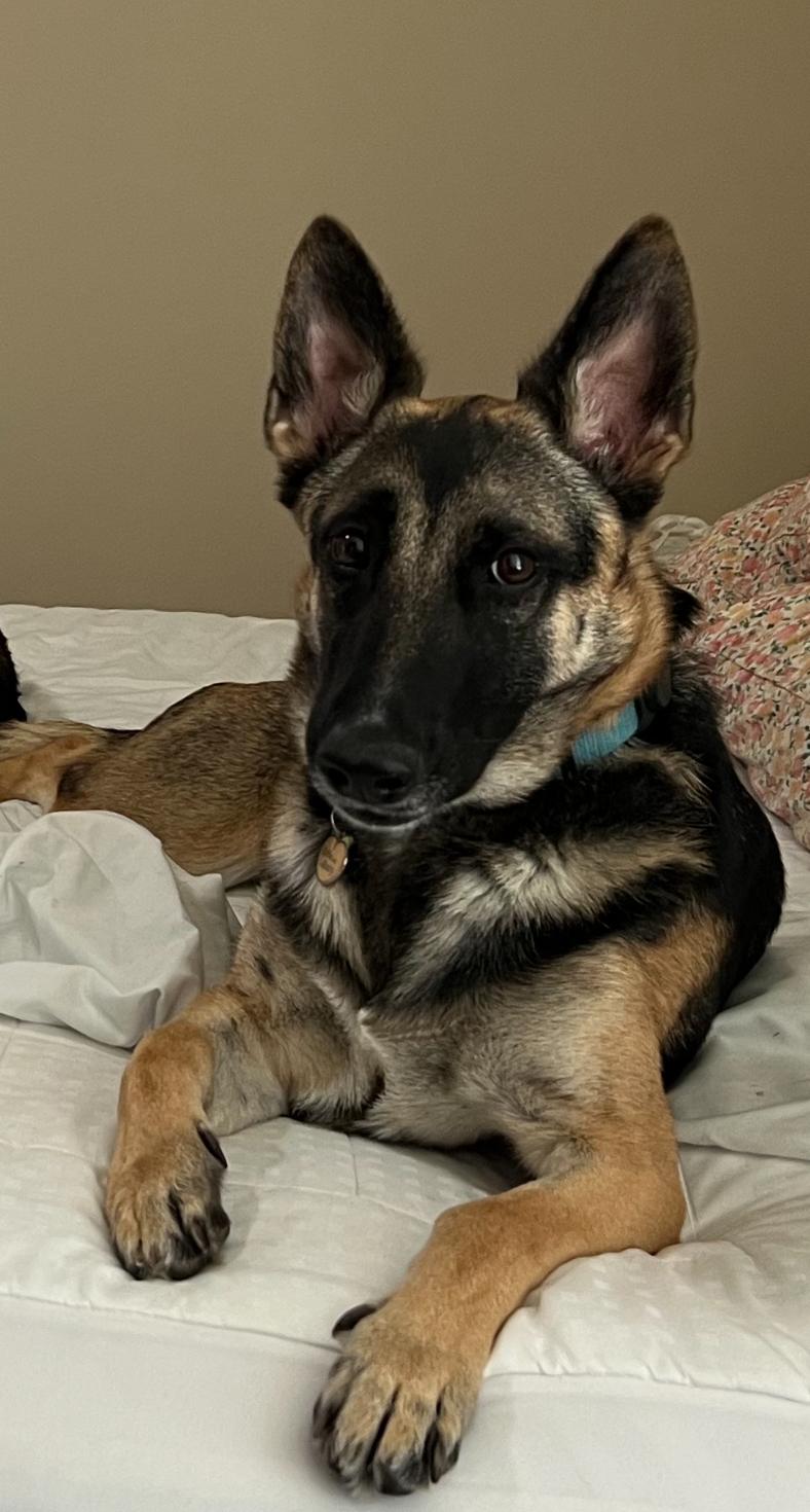 Theo, Adoptable, Young Female German Shepherd Dog & Belgian Shepherd / Malinois.