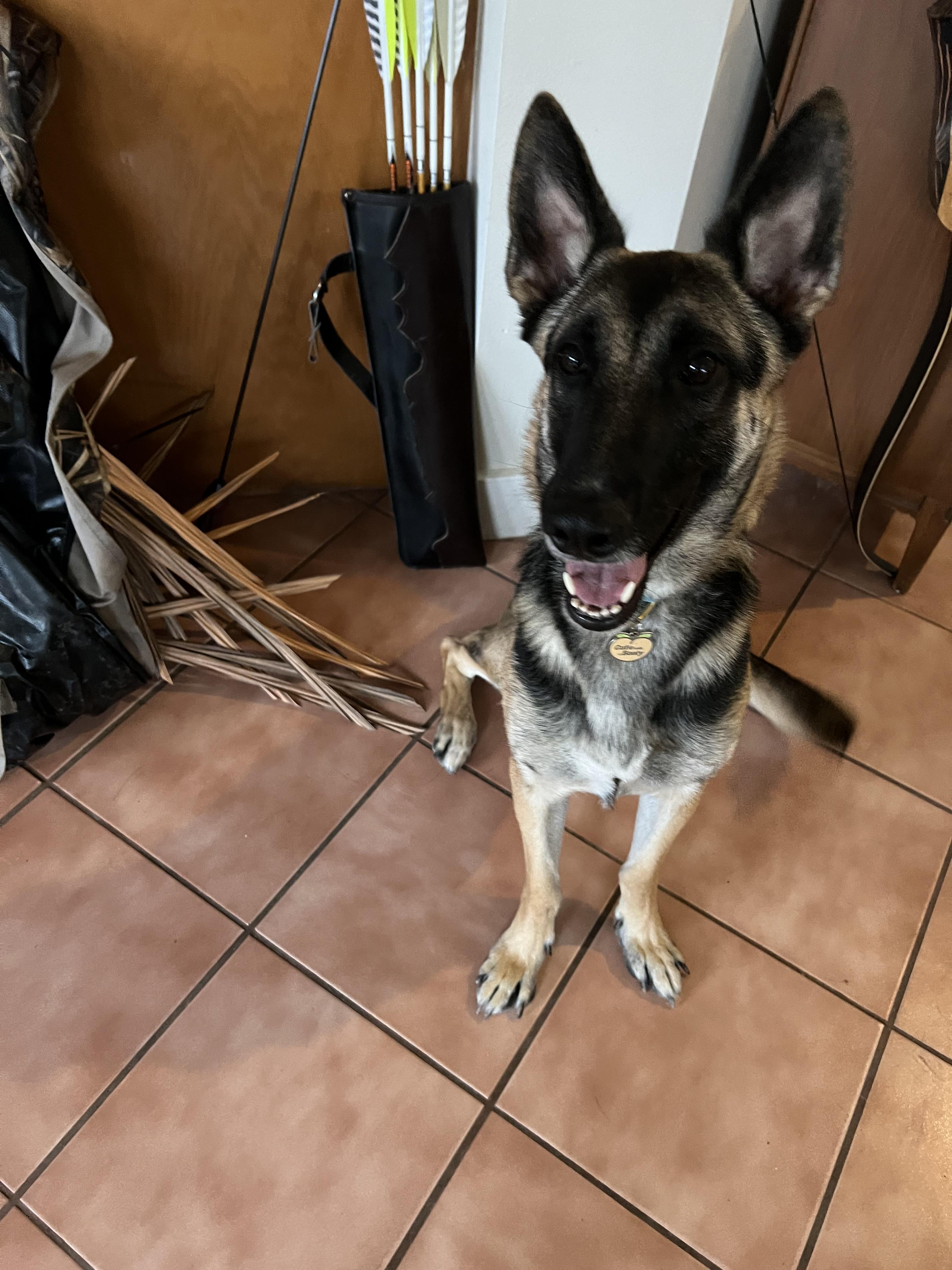 Enlarge Theo, a Adoptable mixed breed in Pflugerville, TX image 6/6