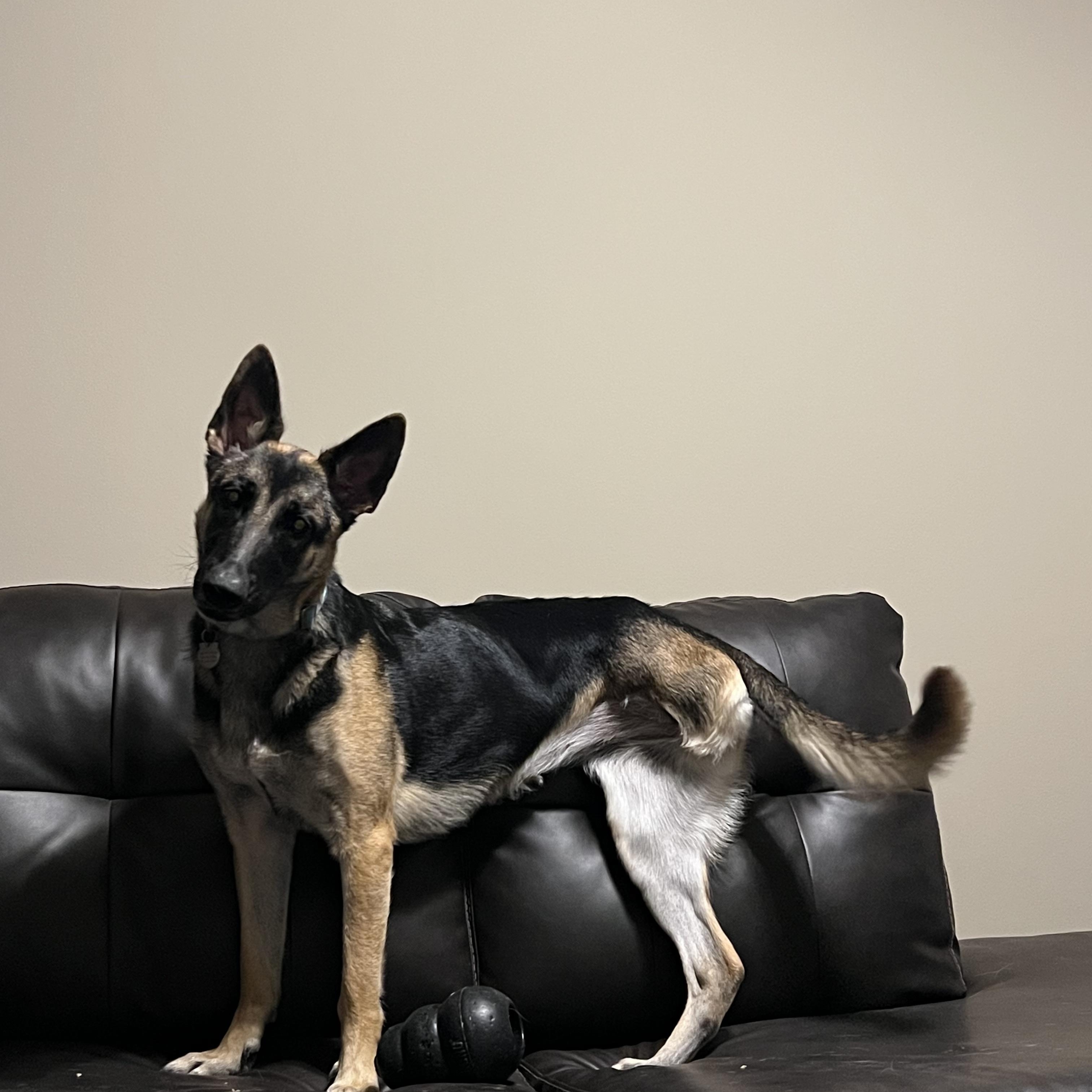 Enlarge Theo, a Adoptable mixed breed in Pflugerville, TX image 5/6