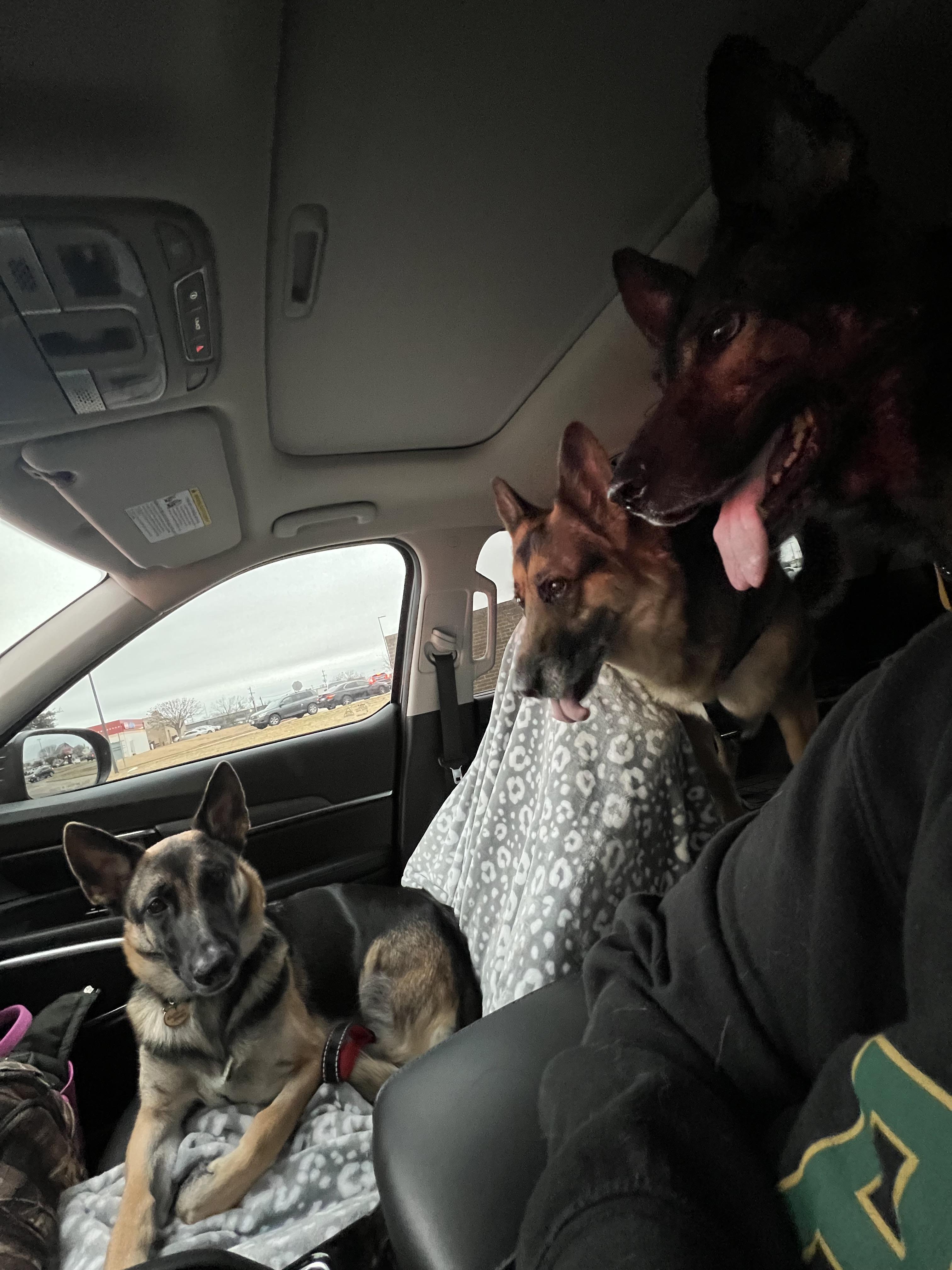 Theo, Adoptable, Young Female German Shepherd Dog & Belgian Shepherd / Malinois.