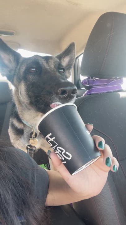 Enlarge Theo, a Adoptable mixed breed in Pflugerville, TX video 3/6