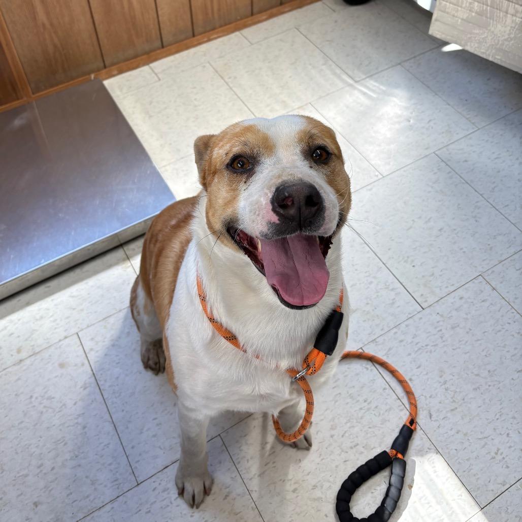 Ignatius, Adoptable, Adult Male Mixed Breed.