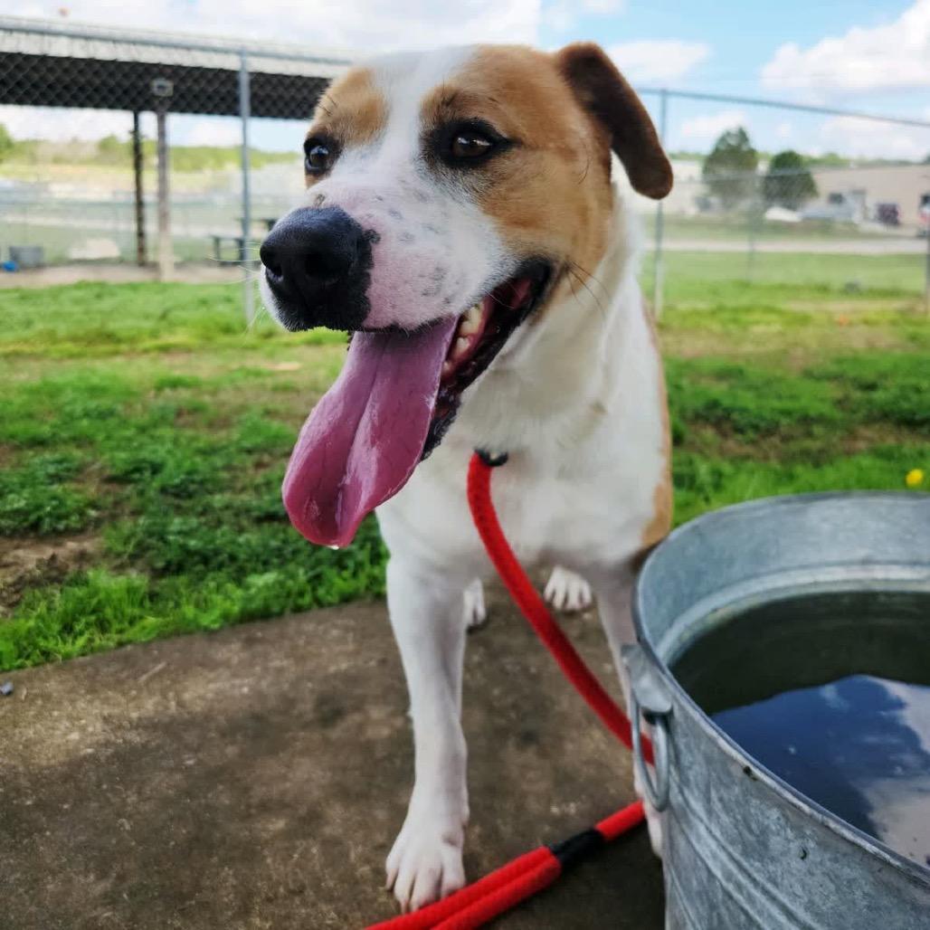 Enlarge Ignatius, a Adoptable Mixed Breed in Columbiana, AL image 2/6