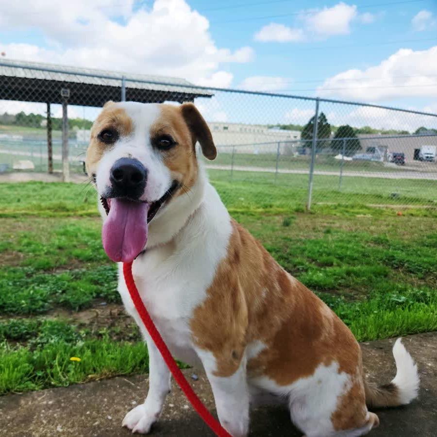 Enlarge Ignatius, a Adoptable Mixed Breed in Columbiana, AL image 3/6