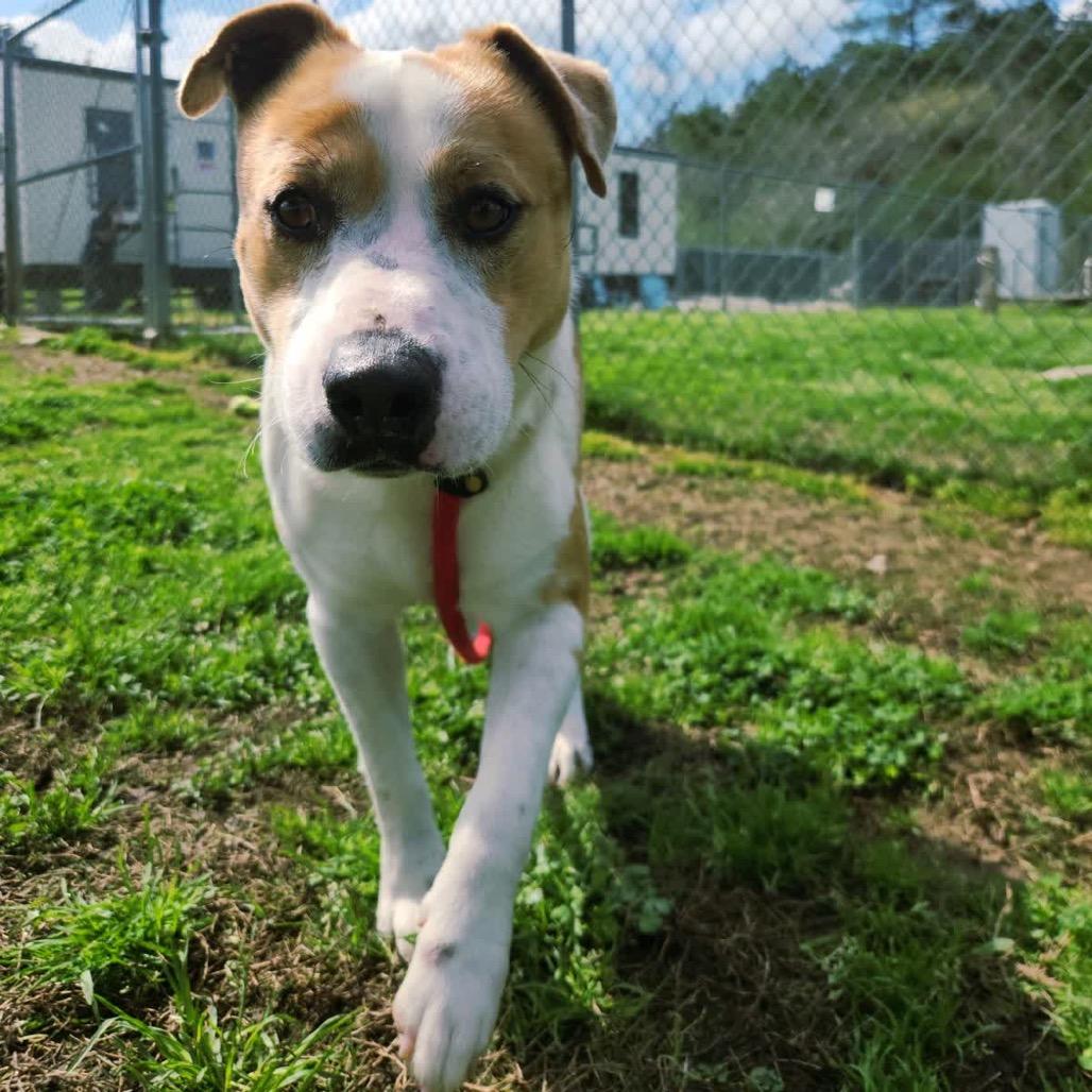 Enlarge Ignatius, a Adoptable Mixed Breed in Columbiana, AL image 4/6