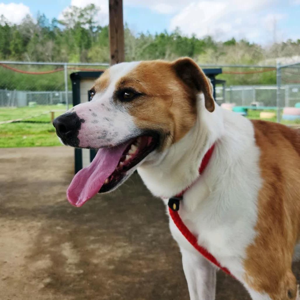 Enlarge Ignatius, a Adoptable Mixed Breed in Columbiana, AL image 5/6