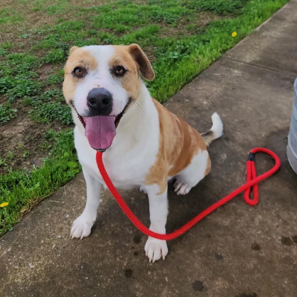 Enlarge Ignatius, a Adoptable Mixed Breed in Columbiana, AL image 6/6