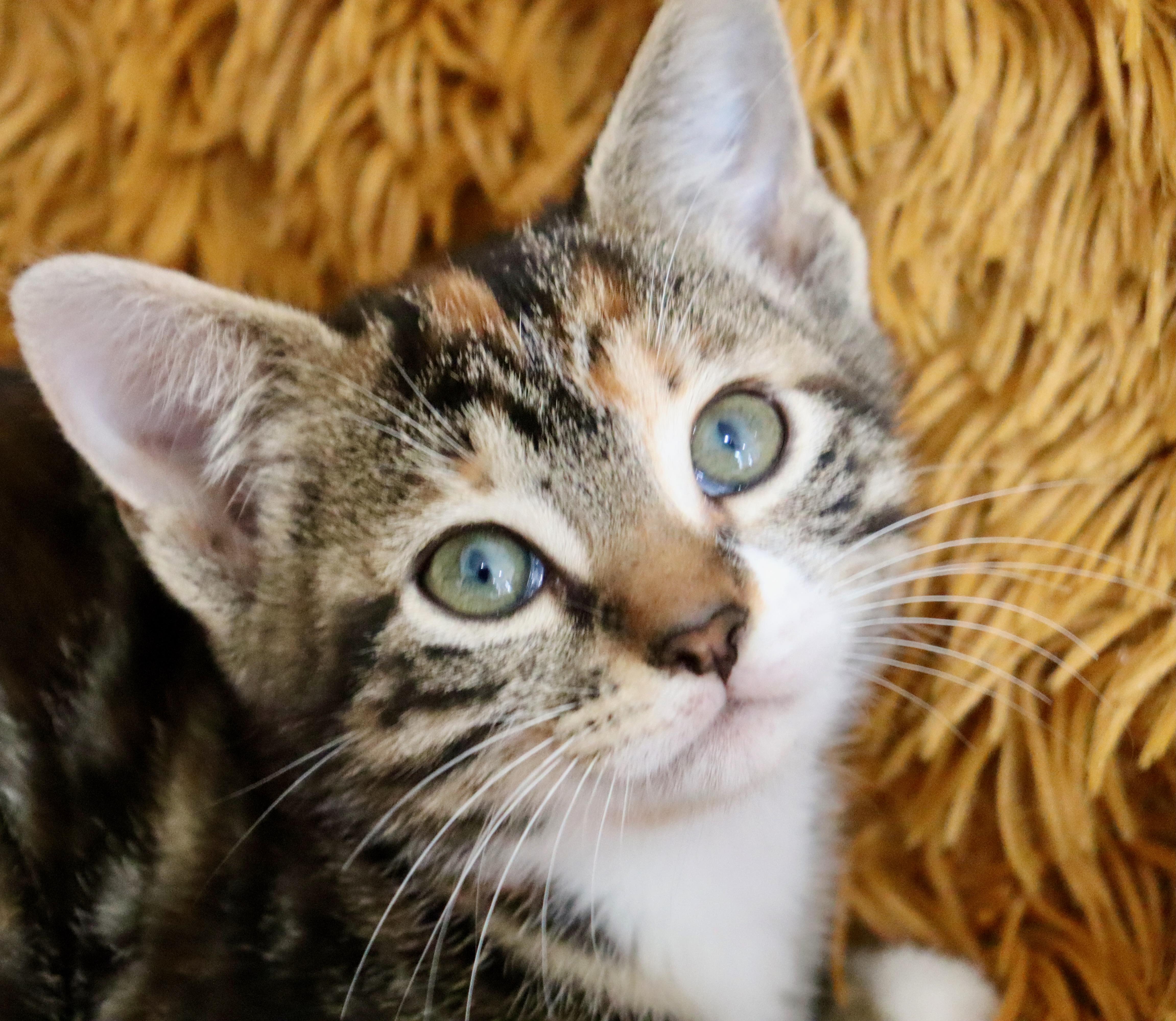 Enlarge Honeybee, an adopted mixed breed in Saint Augustine, FL image 3/6