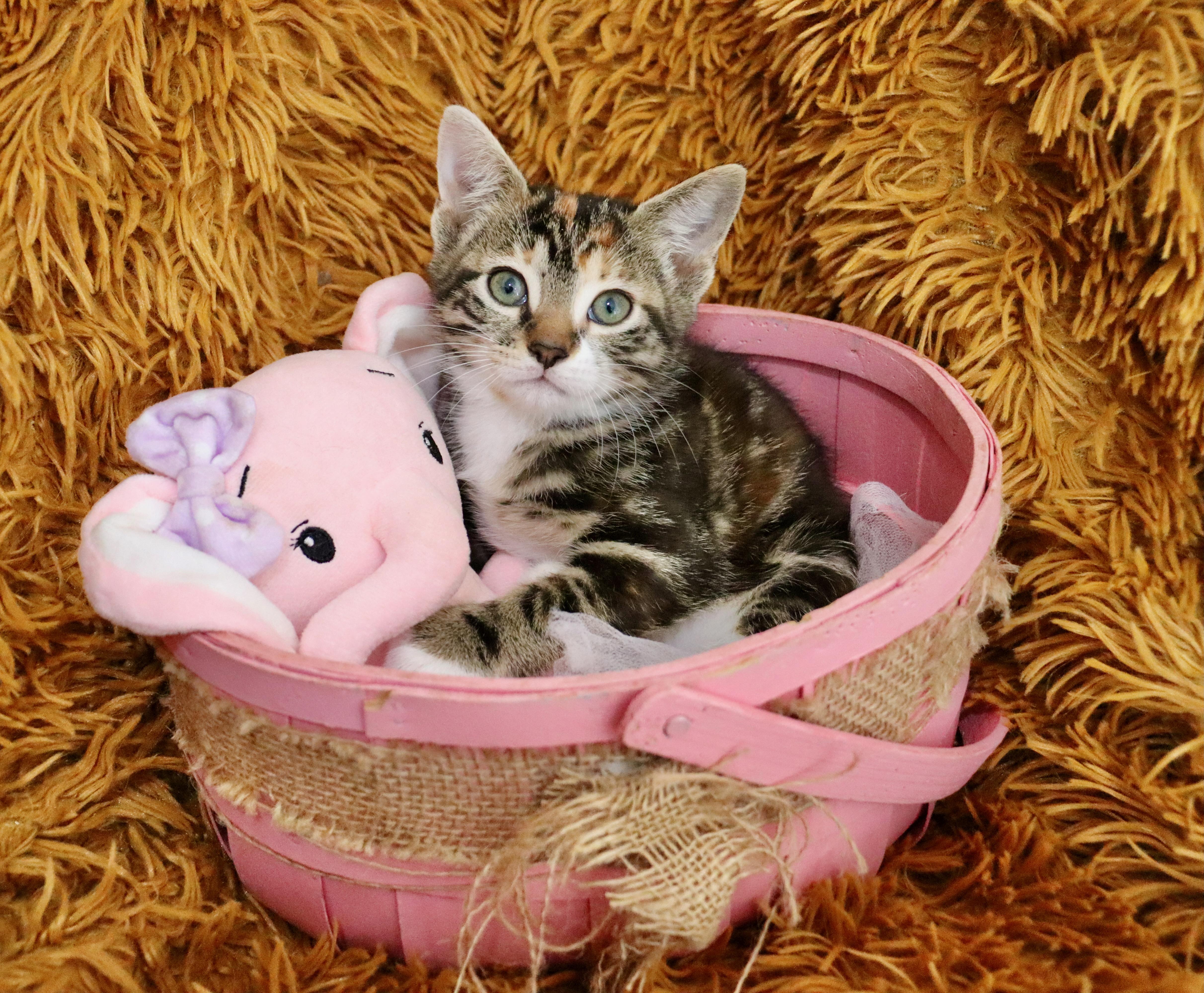 Enlarge Honeybee, an adopted mixed breed in Saint Augustine, FL image 5/6