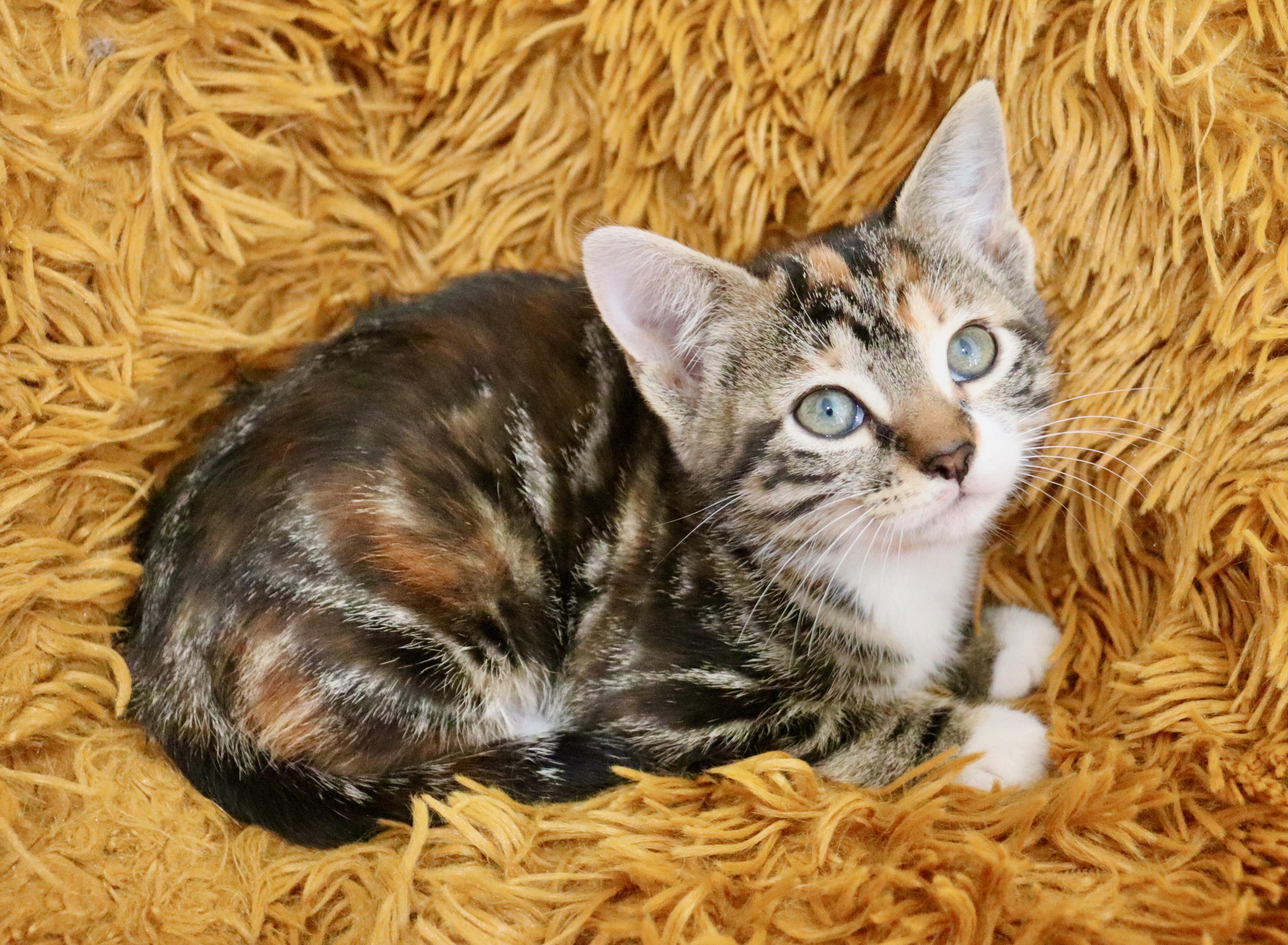 Enlarge Honeybee, an adopted mixed breed in Saint Augustine, FL image 4/6