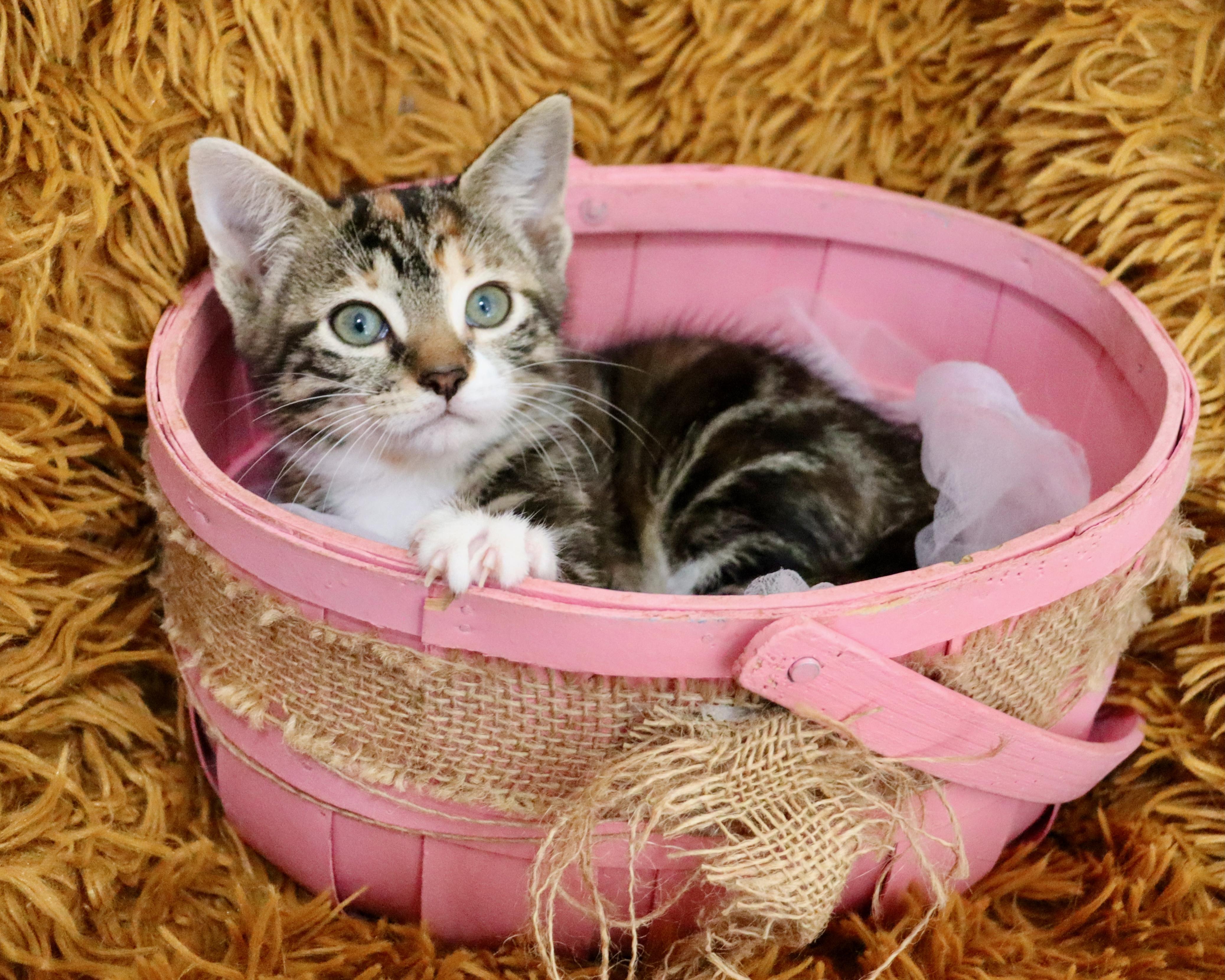 Enlarge Honeybee, an adopted mixed breed in Saint Augustine, FL image 2/6