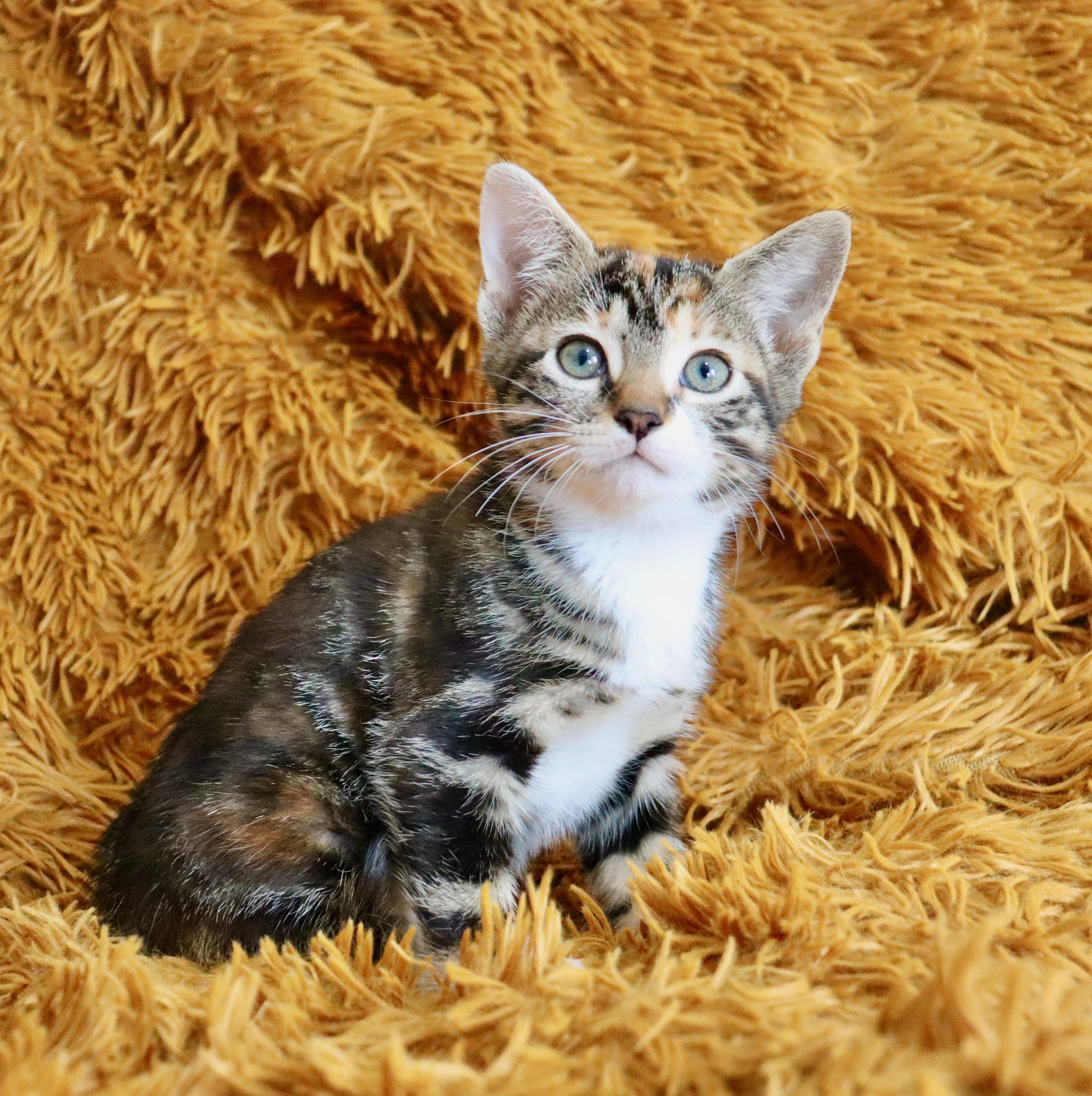 Enlarge Honeybee, an adopted mixed breed in Saint Augustine, FL image 6/6