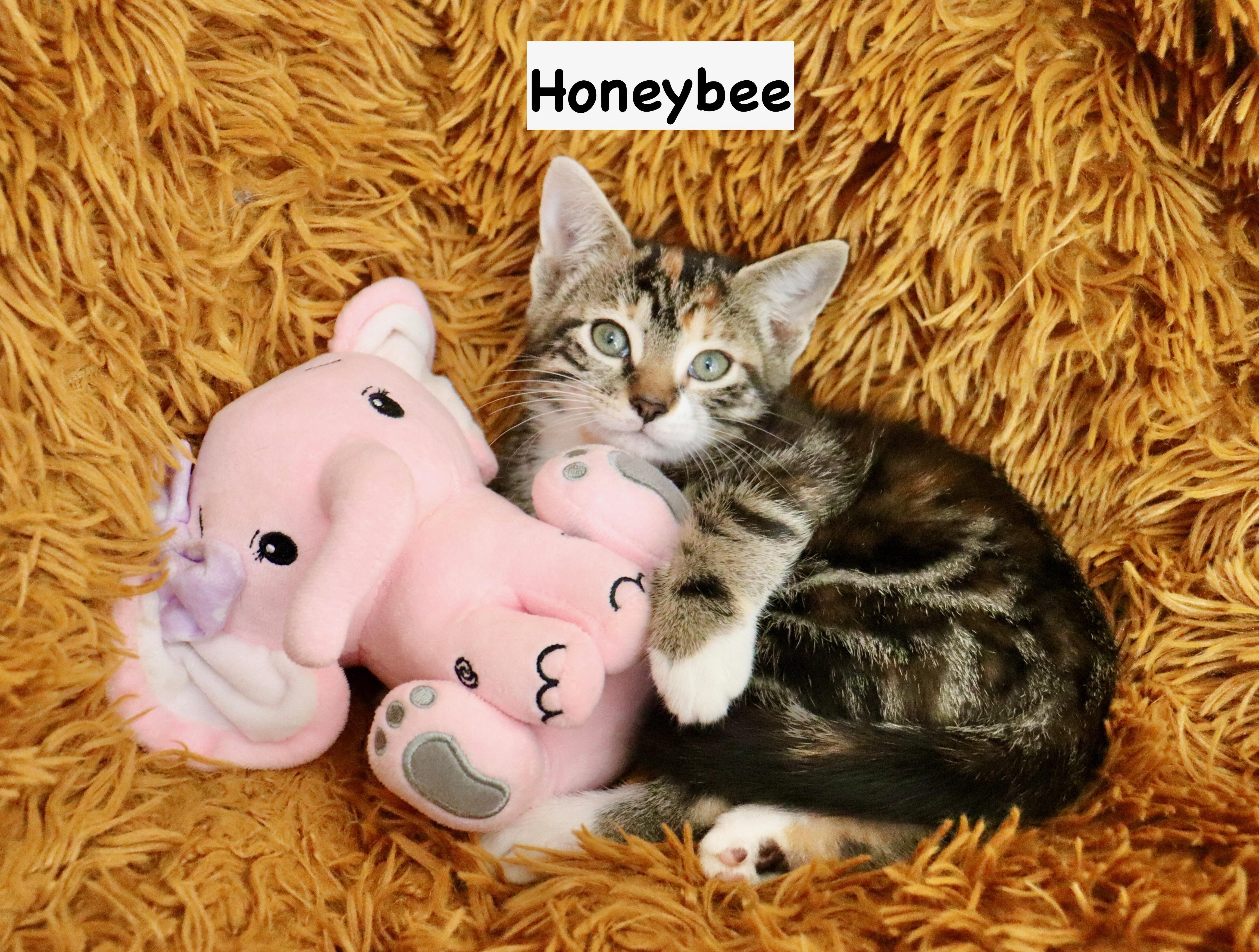 Honeybee, adopted, Kitten Female Tabby & Tuxedo.