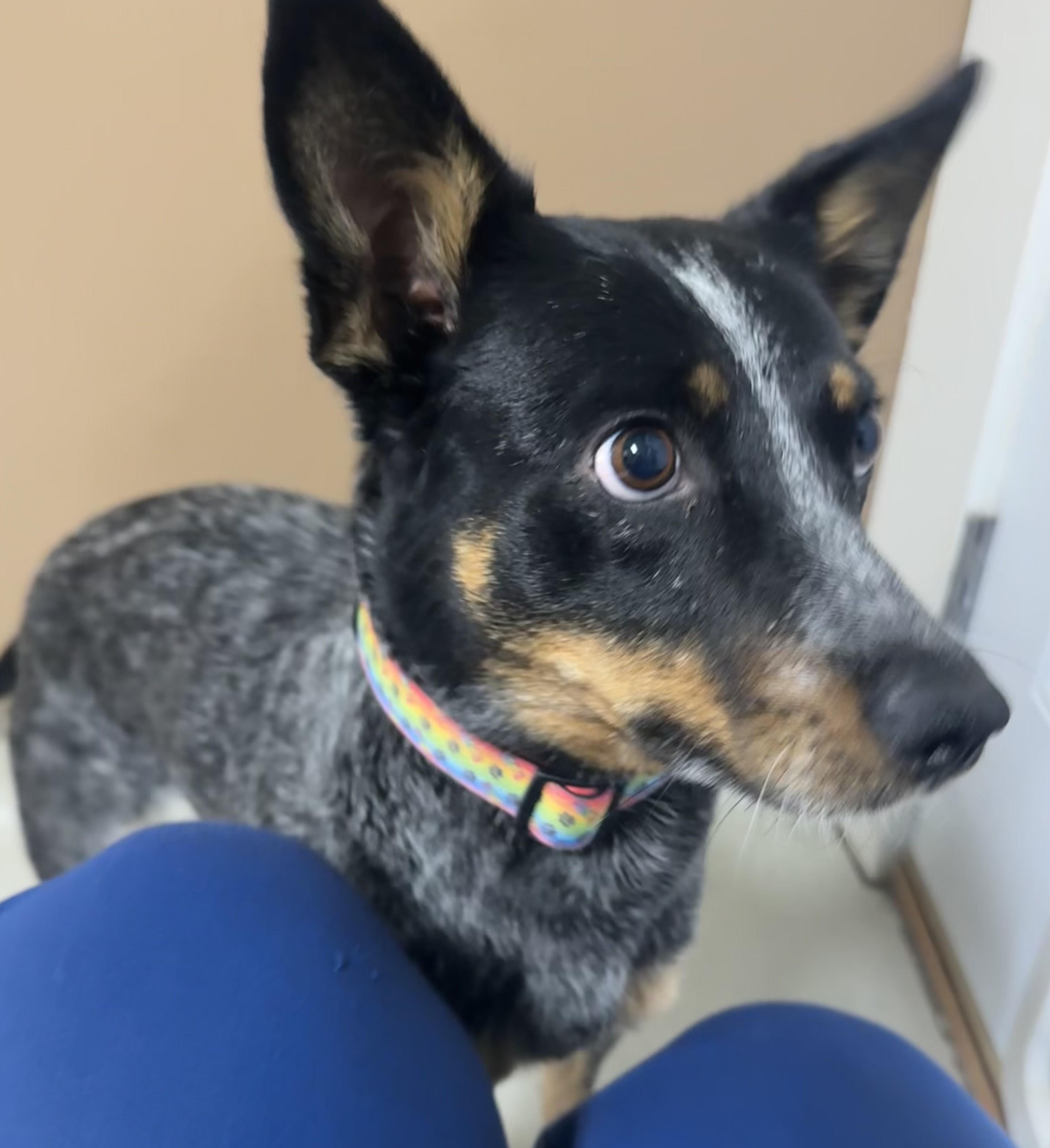 Enlarge Piper, young, active & affectionate agility beauty., a Adopted mixed breed in Bonney Lake, WA image 2/6