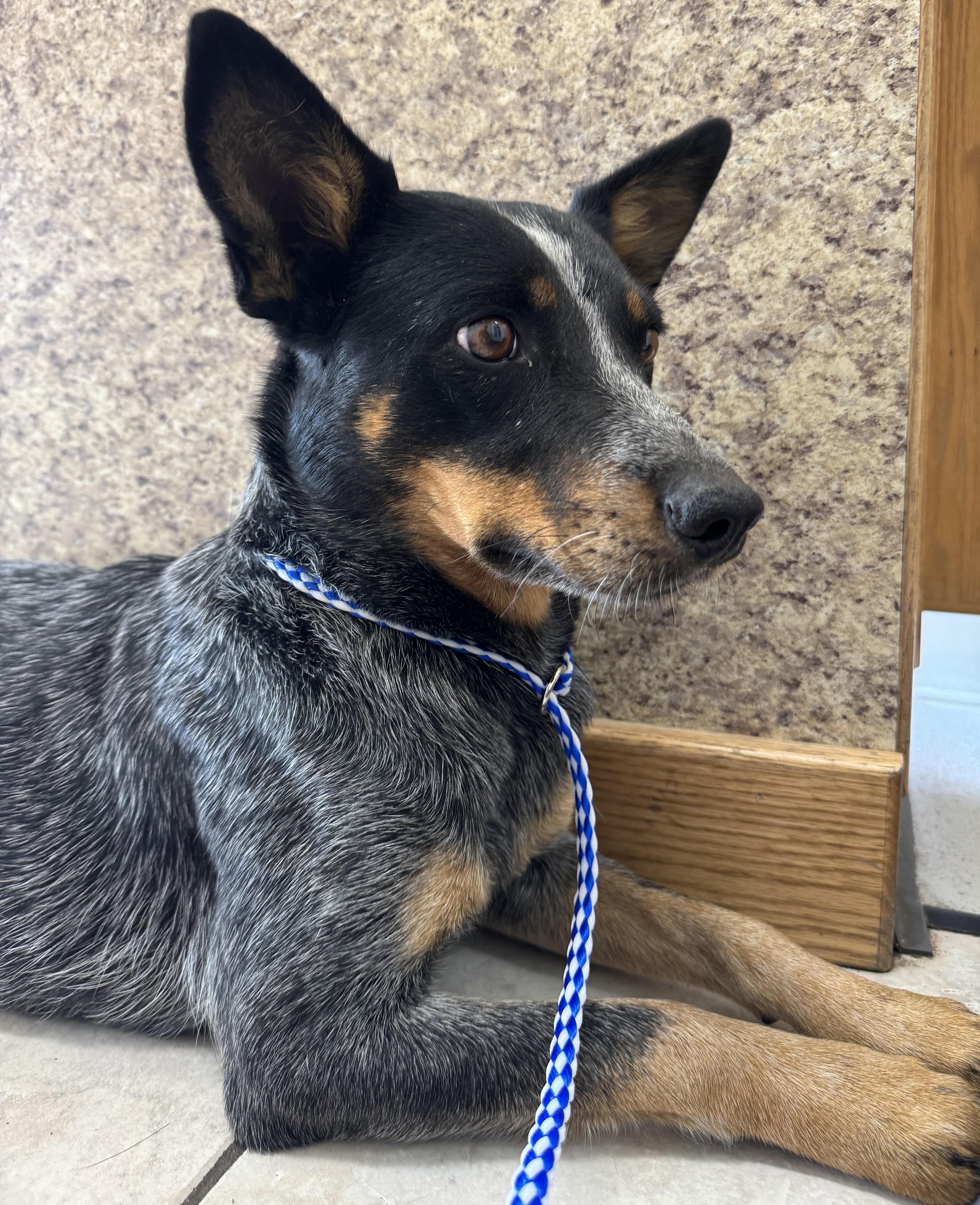 Piper, young, active & affectionate agility beauty., Adopted, Young Female Australian Cattle Dog / Blue Heeler & Shetland Sheepdog / Sheltie.