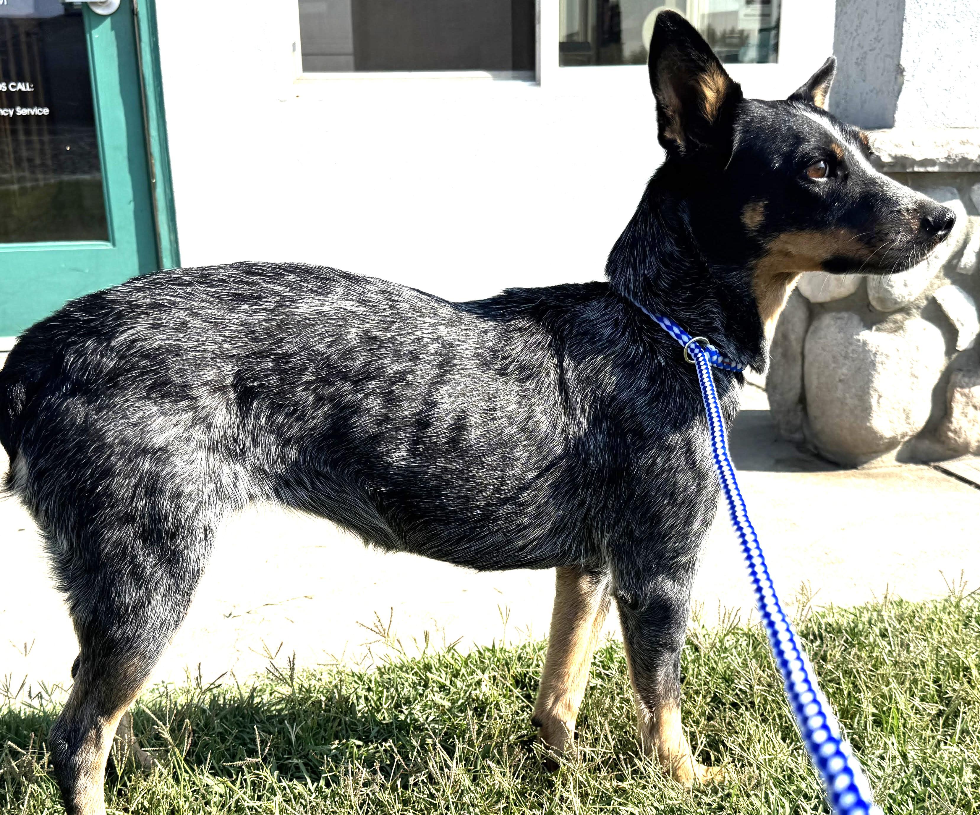 Enlarge Piper, young, active & affectionate agility beauty., a Adopted mixed breed in Bonney Lake, WA image 4/6
