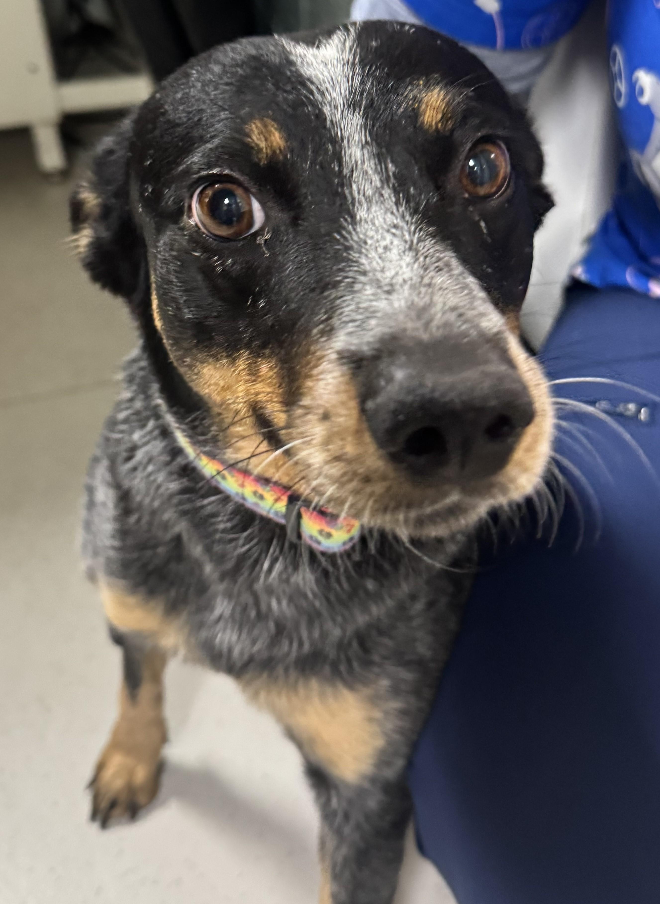 Enlarge Piper, young, active & affectionate agility beauty., a Adopted mixed breed in Bonney Lake, WA image 3/6
