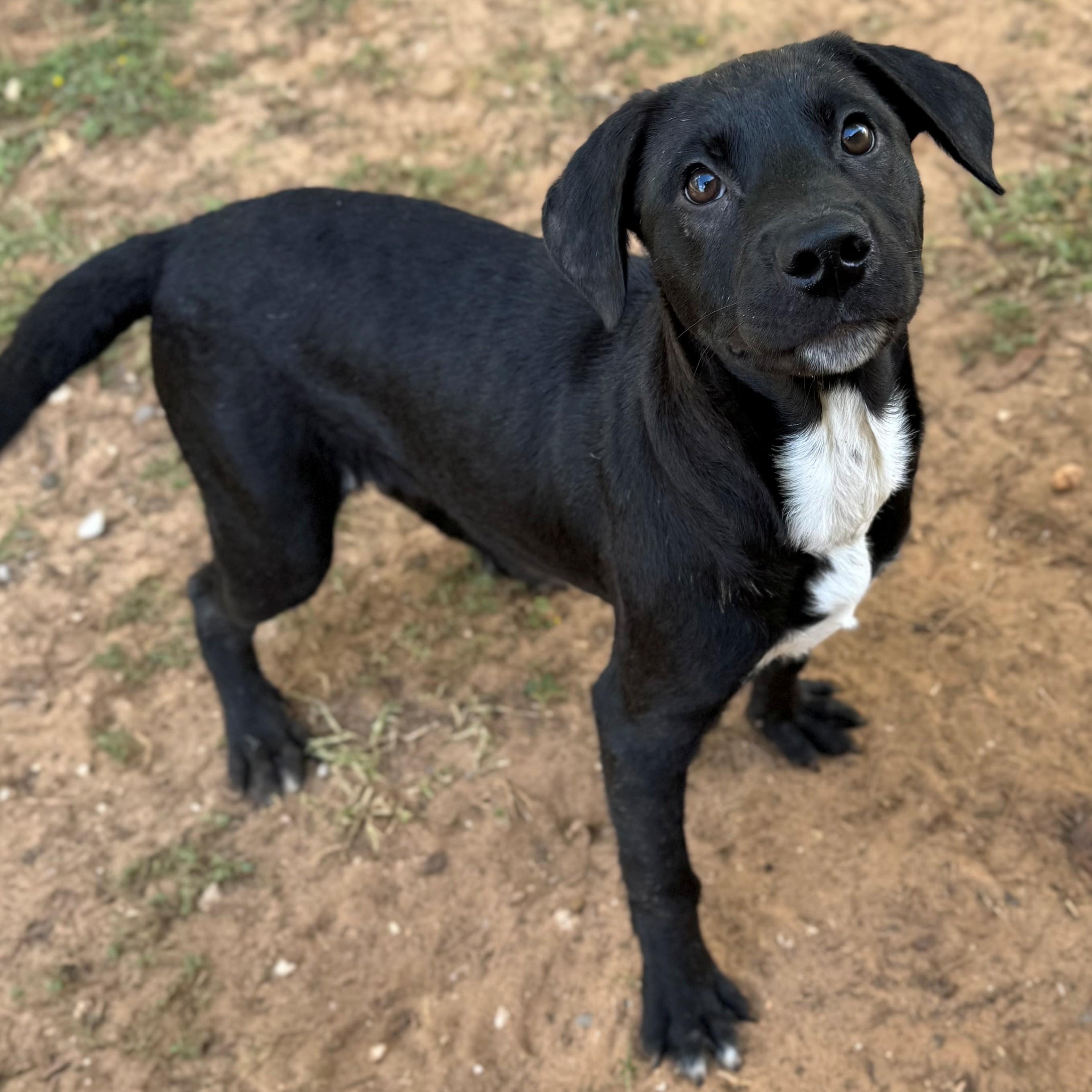 Enlarge Miranda, a Adoptable mixed breed in Summerdale, AL image 1/1