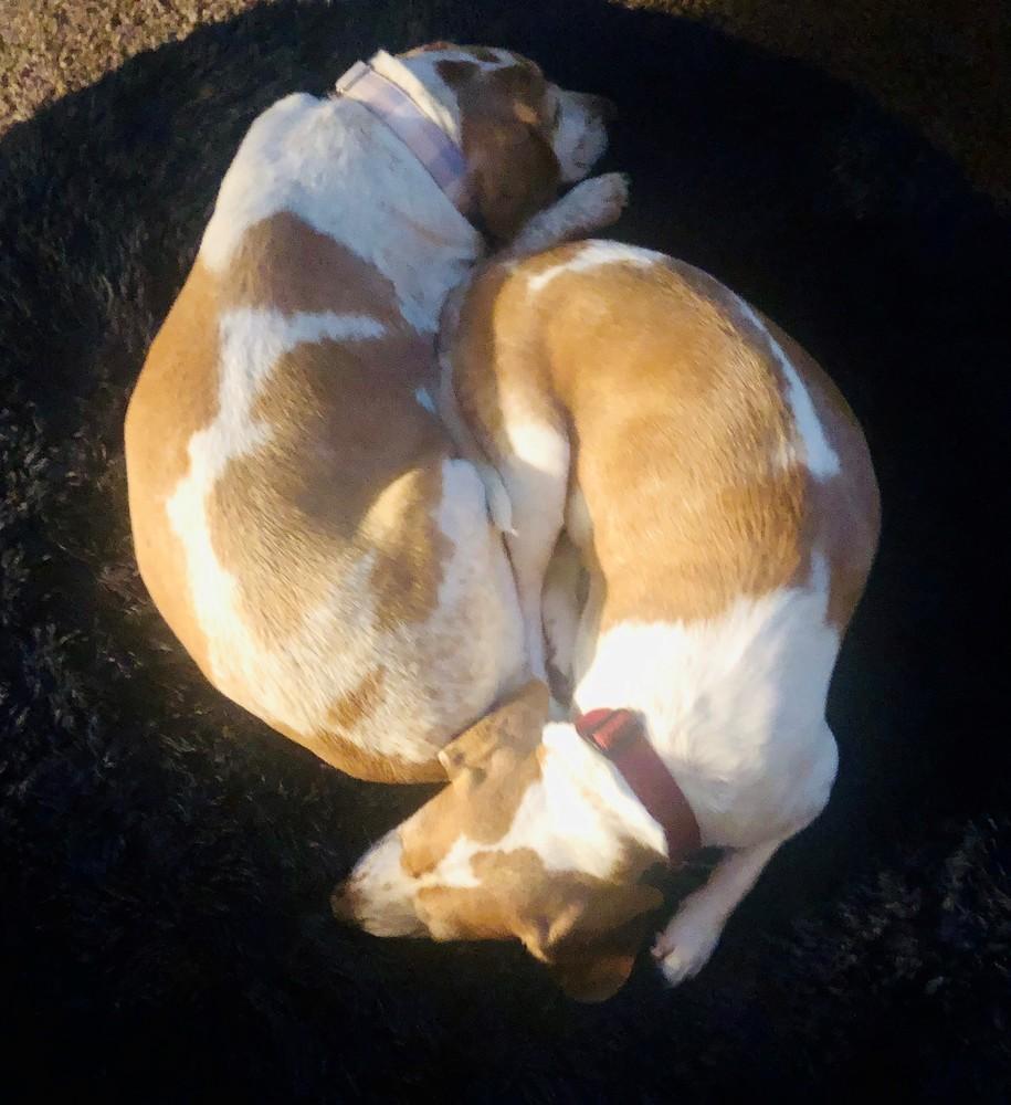 Emily & Martie, Adopted, Adult Female Beagle.