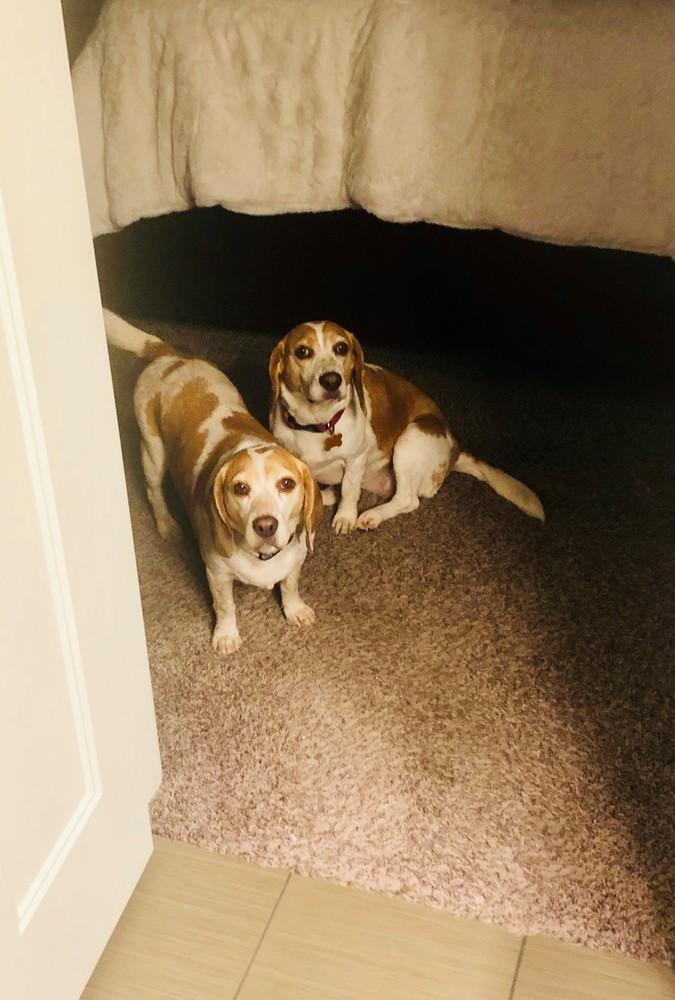 Enlarge Emily & Martie, a Adopted Beagle in Shawnee Mission, KS image 2/4