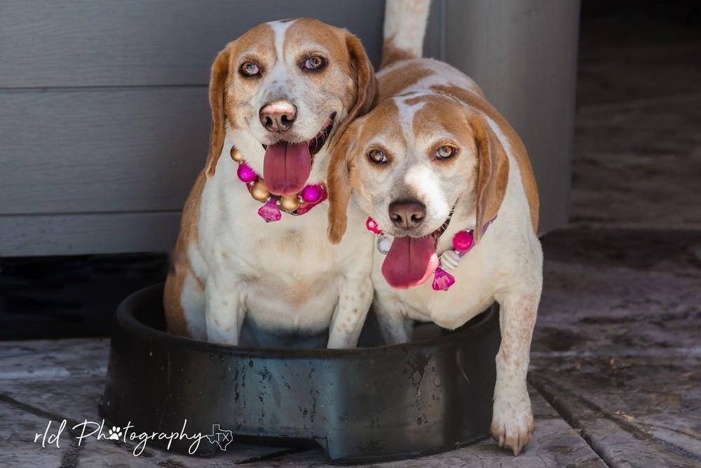 Enlarge Emily & Martie, a Adopted Beagle in Shawnee Mission, KS image 3/4