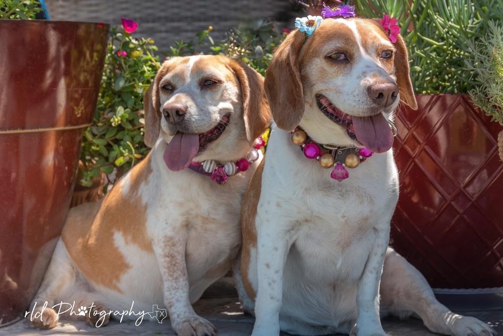 Enlarge Emily & Martie, a Adopted Beagle in Shawnee Mission, KS image 4/4