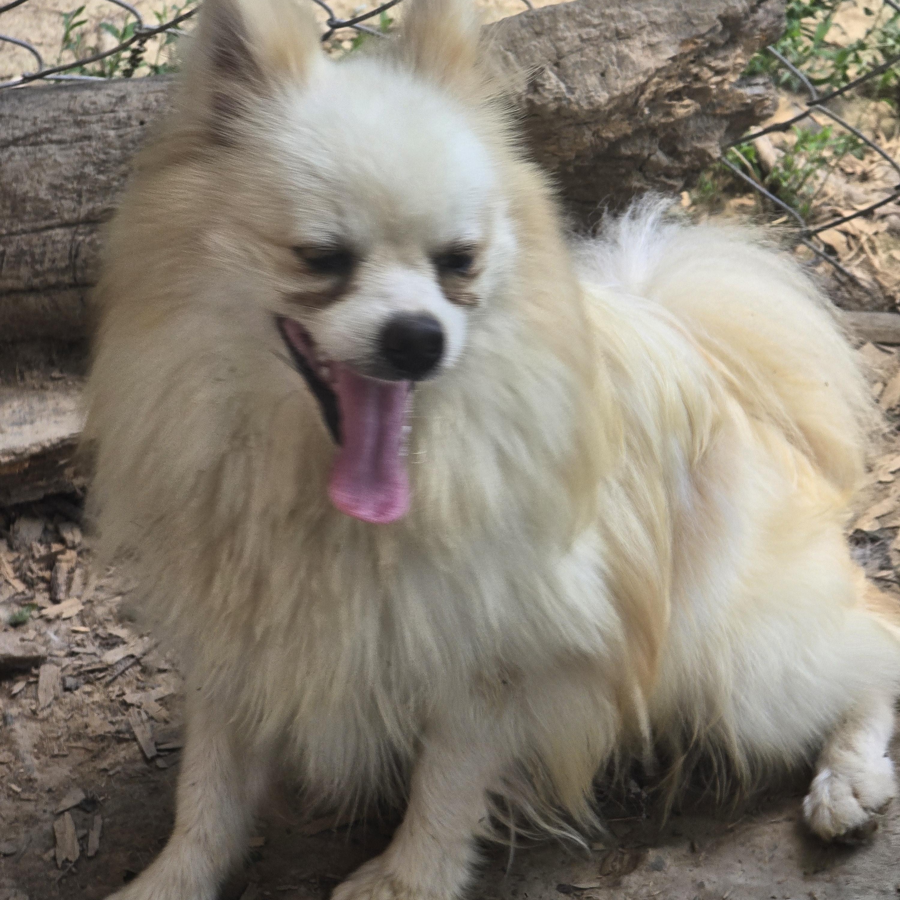 Enlarge Maverick, a ADOPTABLE Pomeranian in Zaleski, OH image 1/1