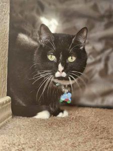Riley, ADOPTABLE, Young Male Domestic Short Hair.