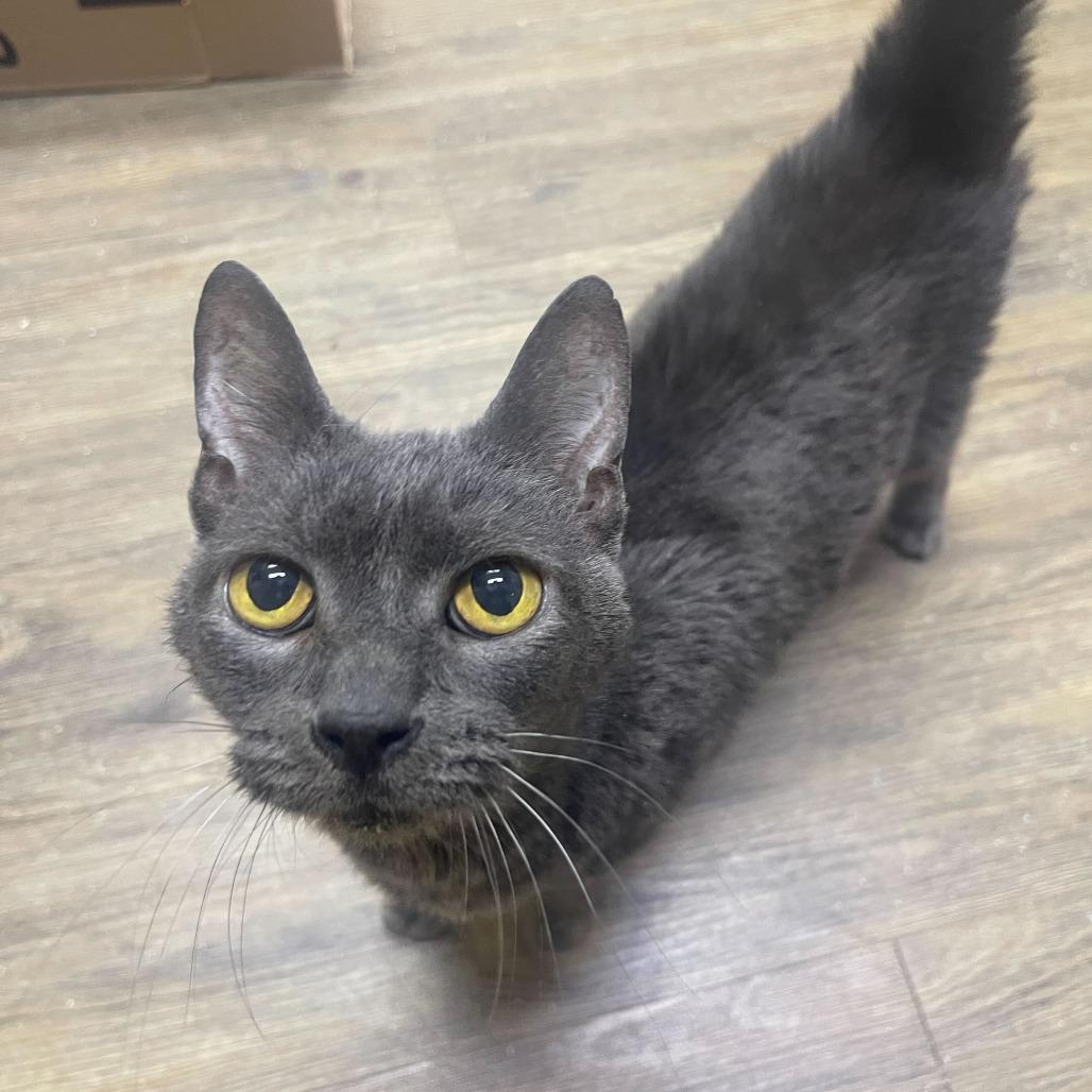 Greyson, Adoptable, Senior Female Domestic Short Hair.
