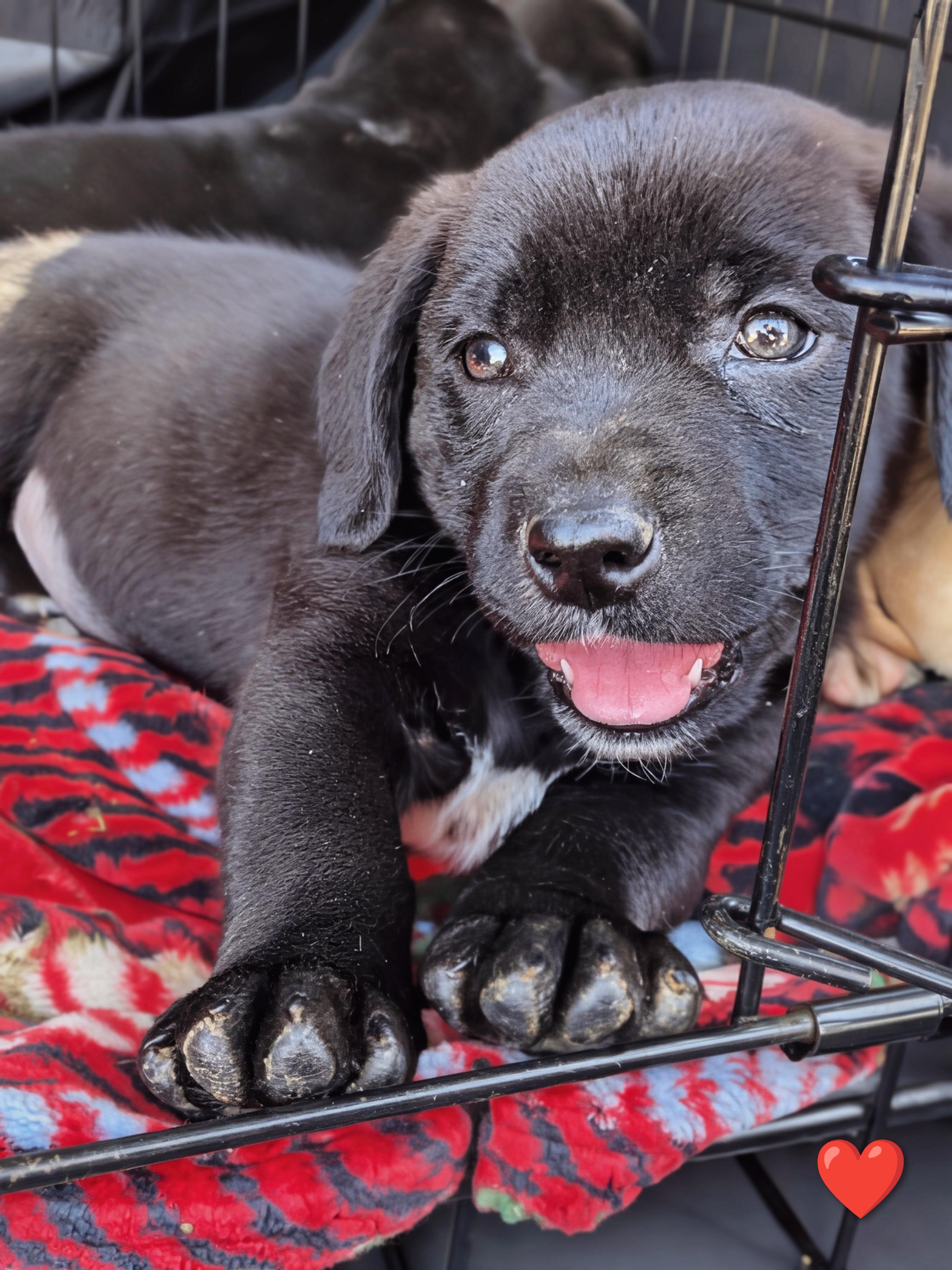 Enlarge Raphael, a Adoptable mixed breed in TULSA, OK image 1/6
