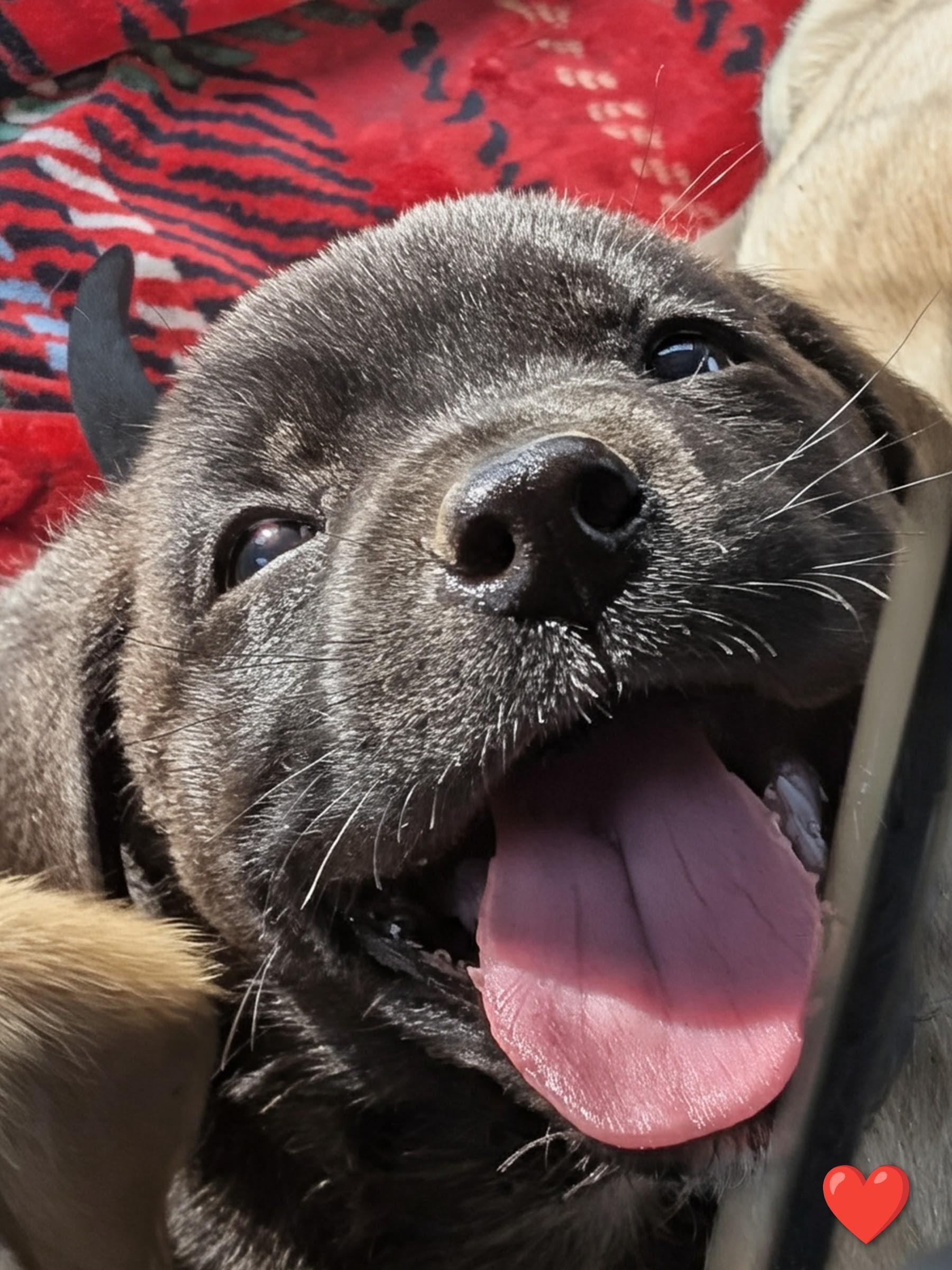 Enlarge Raphael, a Adoptable mixed breed in TULSA, OK image 2/6