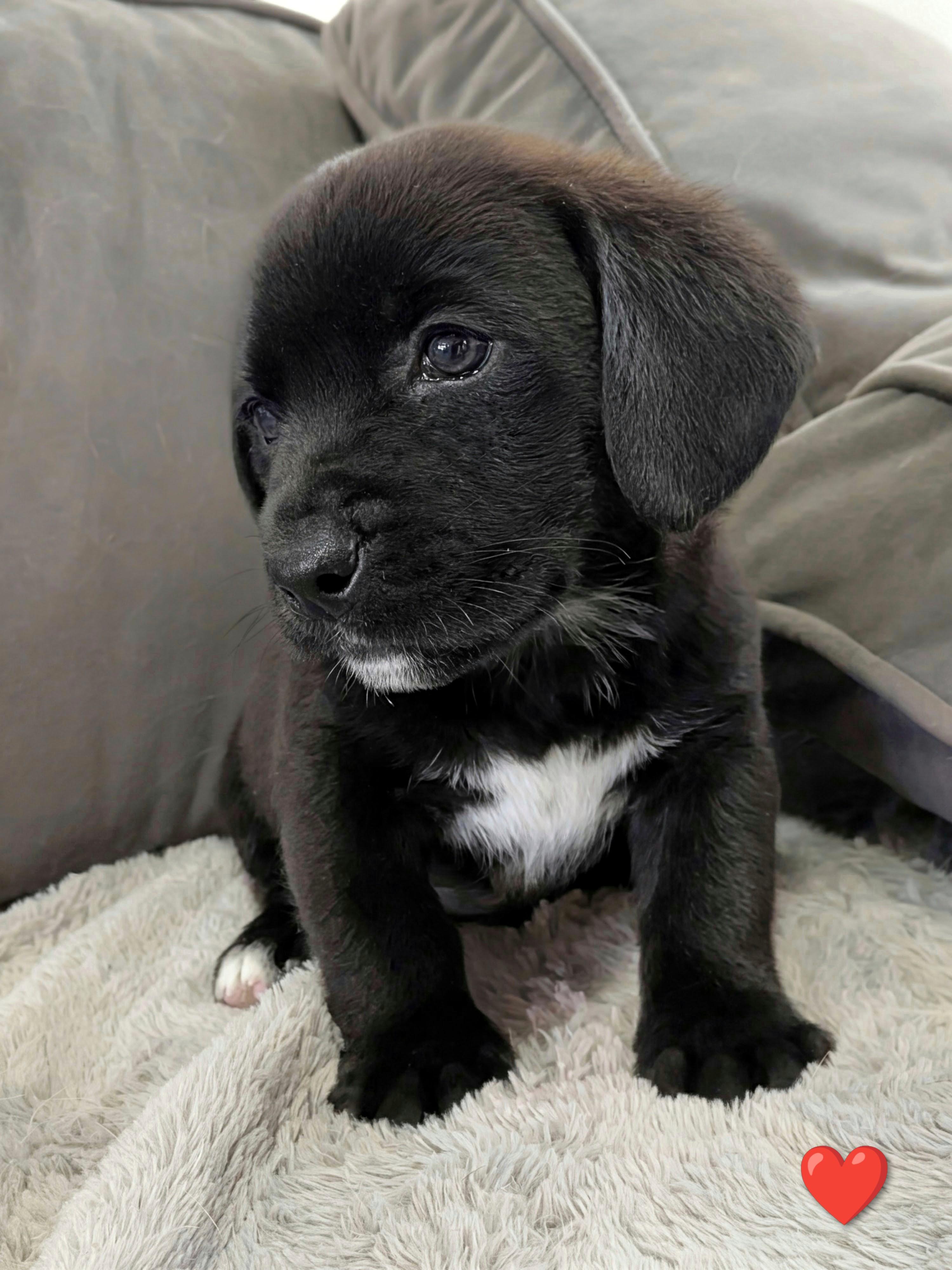 Enlarge Raphael, a Adoptable mixed breed in TULSA, OK image 5/6