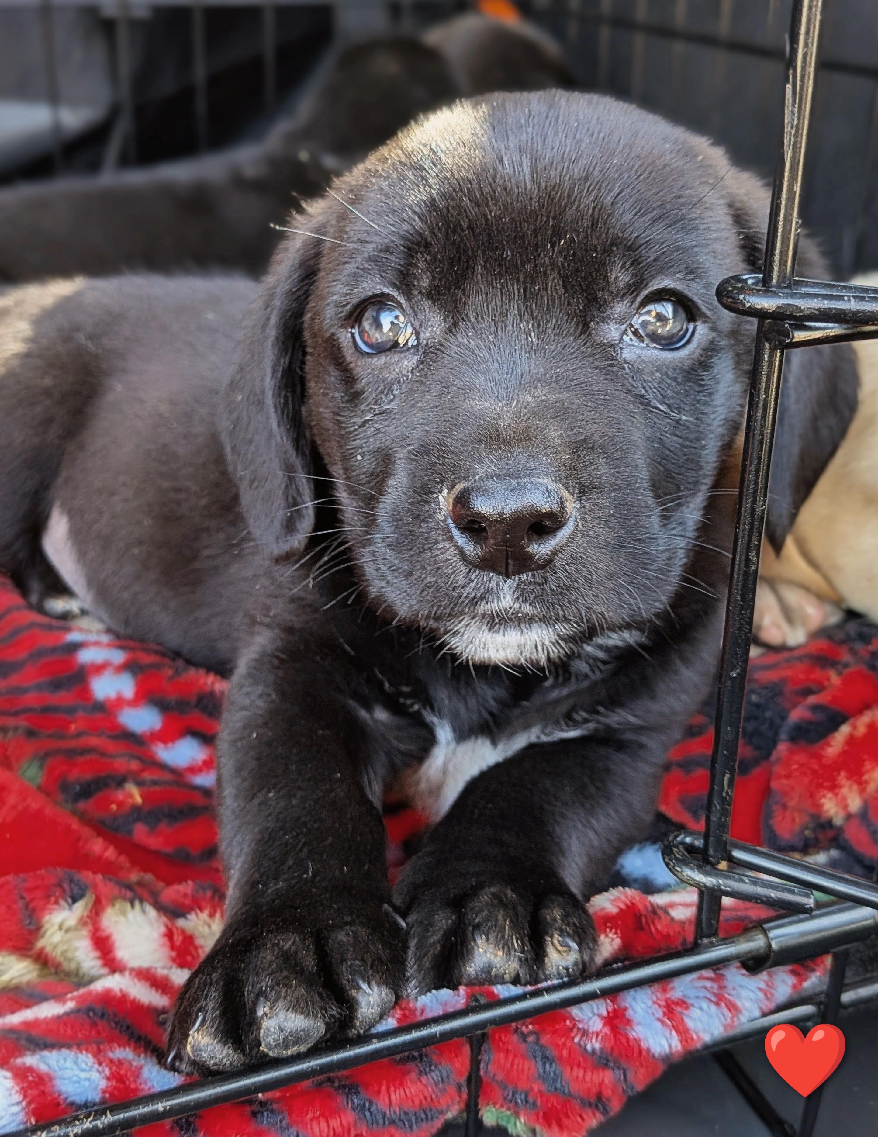 Enlarge Raphael, a Adoptable mixed breed in TULSA, OK image 6/6