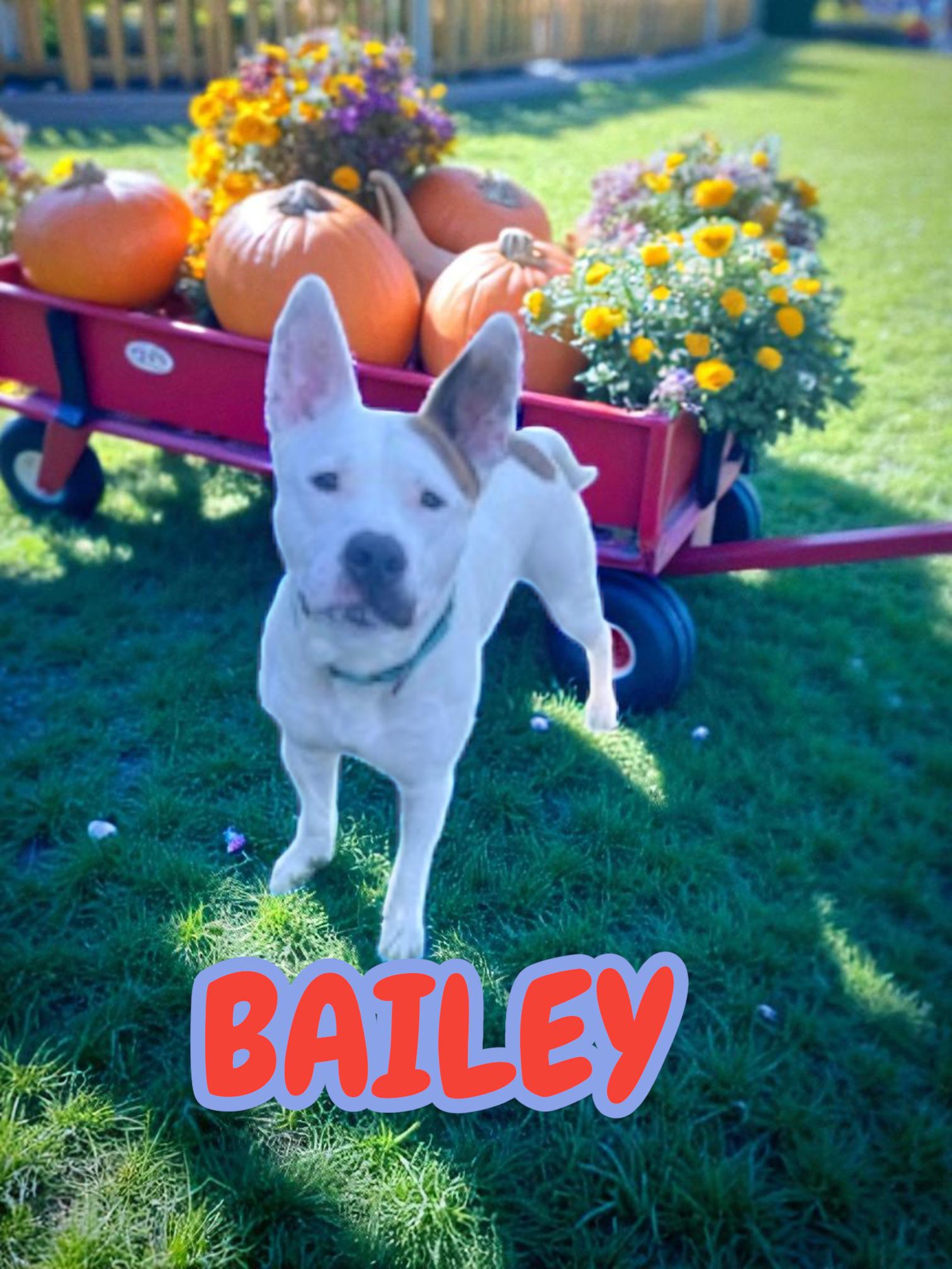 Bailey, a Adoptable mixed breed in Taunton, MA image 1/2