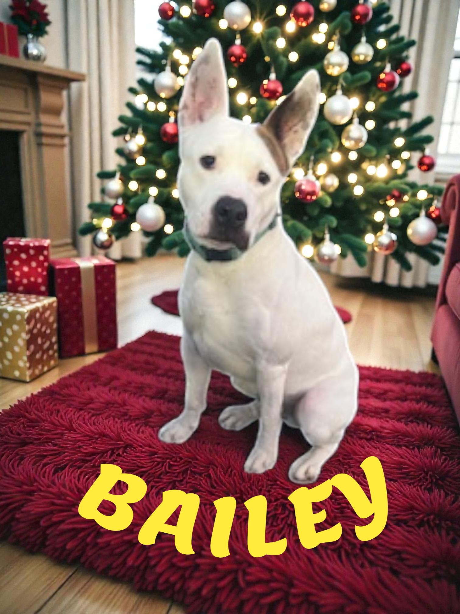 Enlarge Bailey, a Adoptable mixed breed in Taunton, MA image 1/1