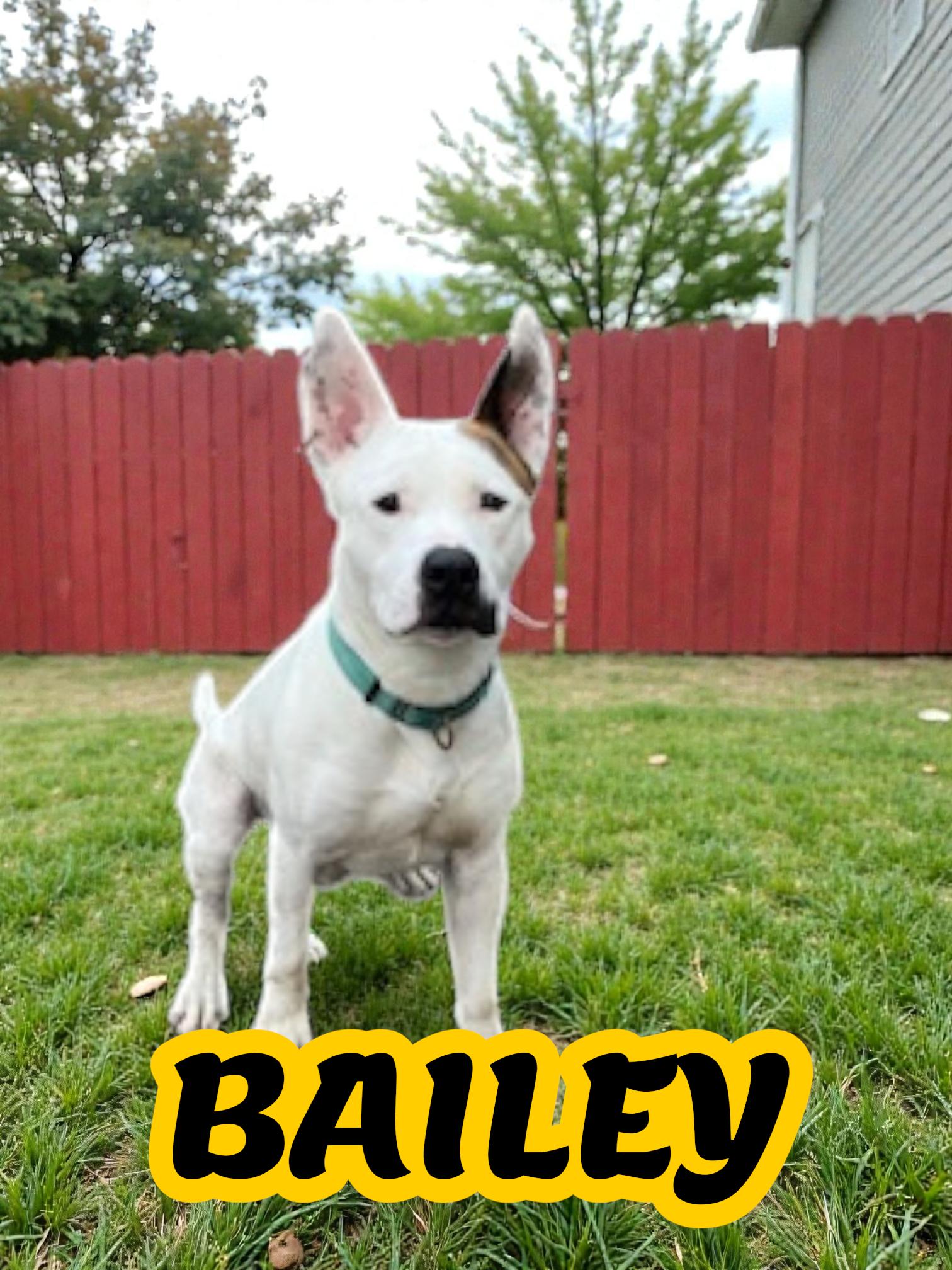 Enlarge Bailey, a Adoptable mixed breed in Taunton, MA image 1/2