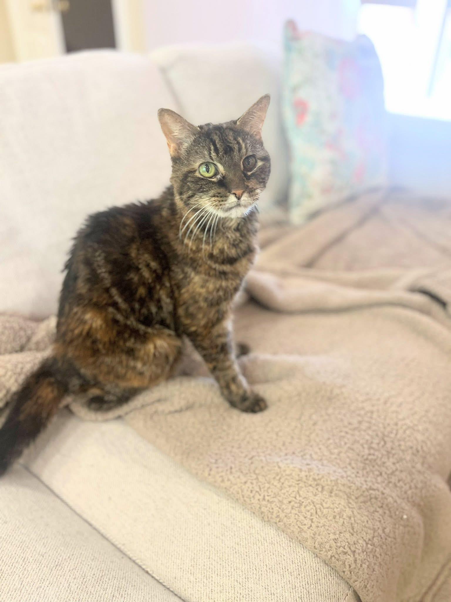 Pie (Senior), Adoptable, Senior Female Domestic Short Hair.