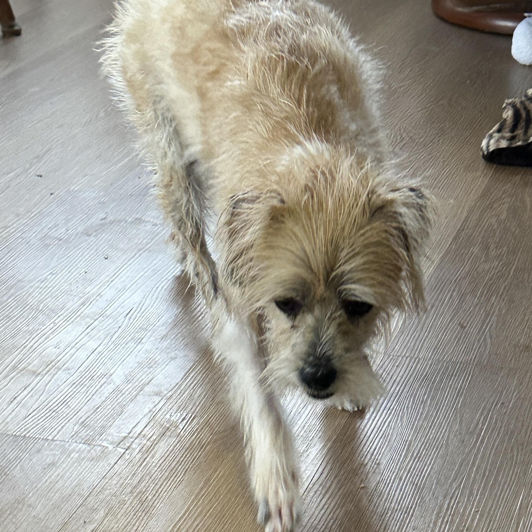 Enlarge Glitter Sparkle Pants , an adopted mixed breed in Sheridan, OR image 6/6