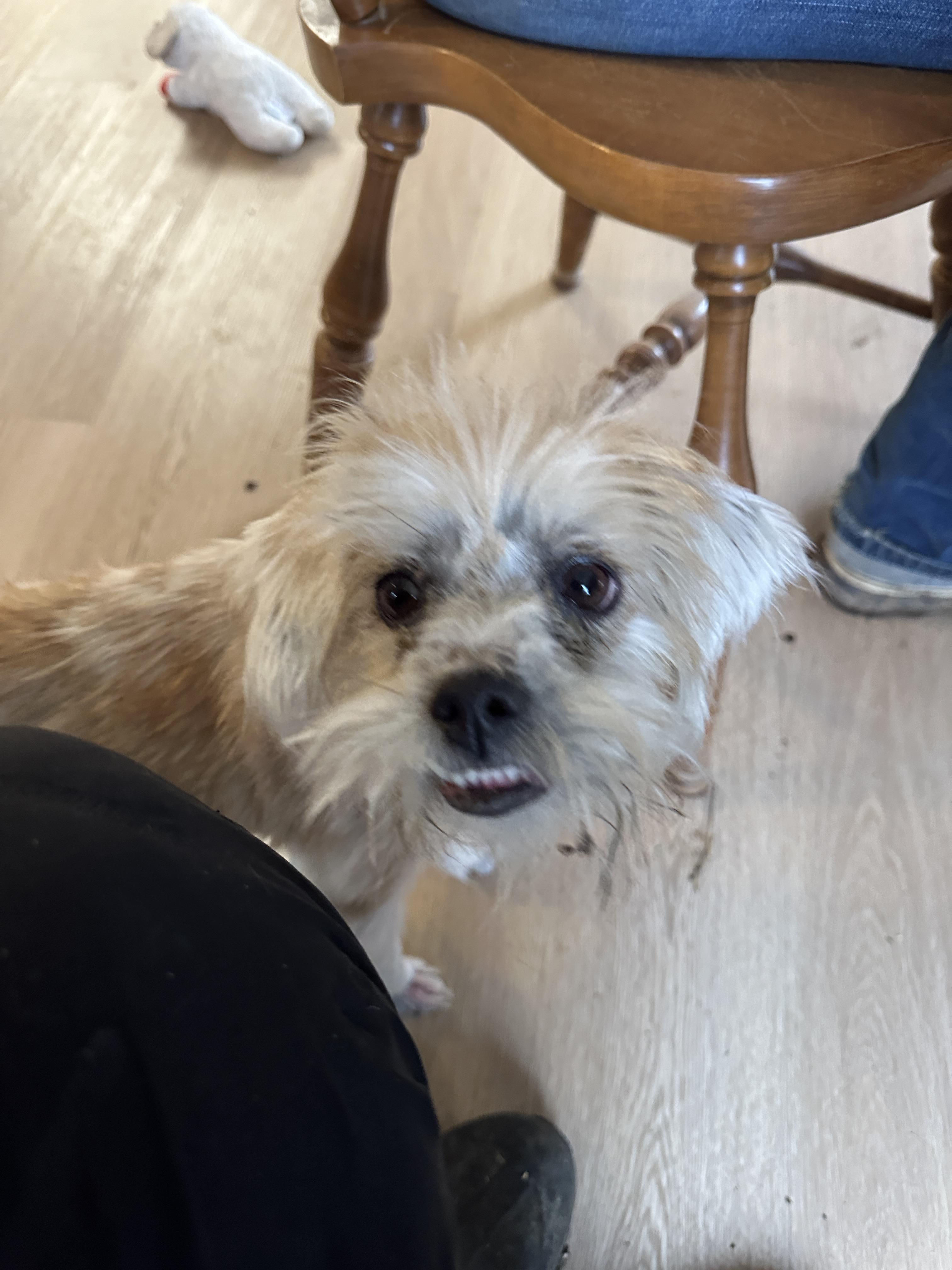 Enlarge Glitter Sparkle Pants , an adopted mixed breed in Sheridan, OR image 2/6