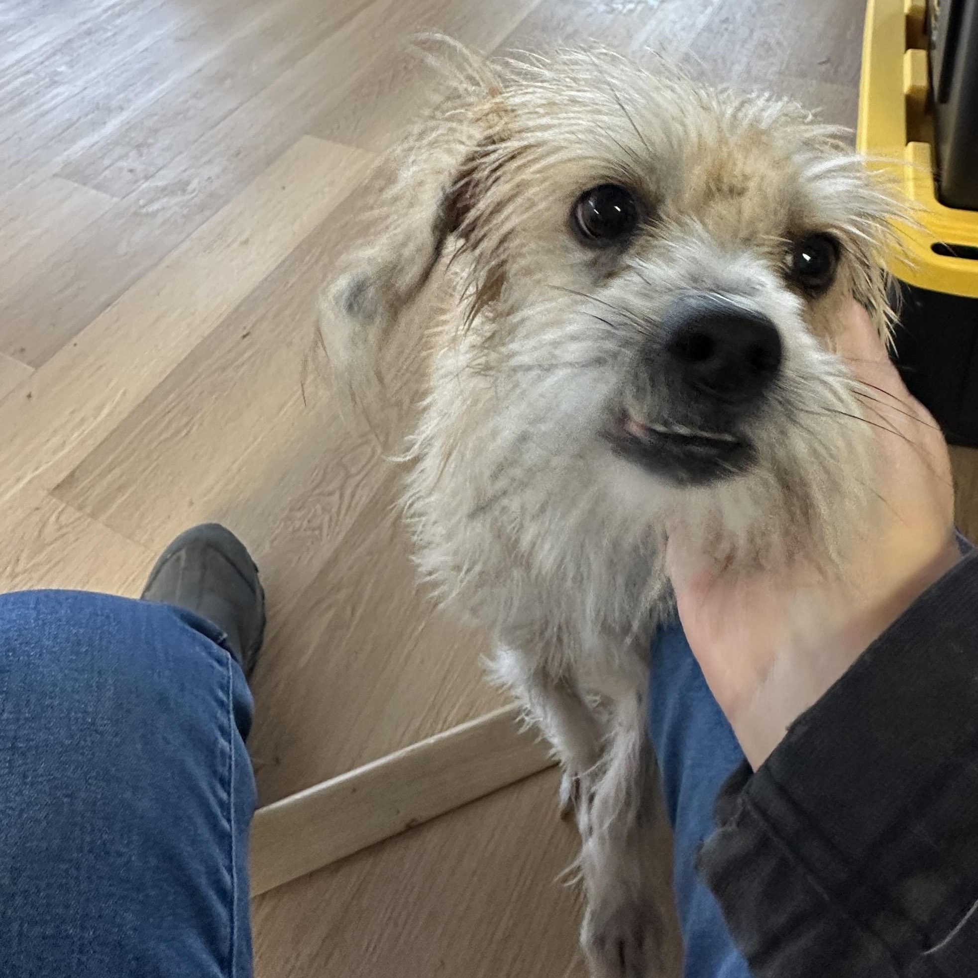 Glitter Sparkle Pants , adopted, Adult Female Terrier & Chinese Crested Dog.