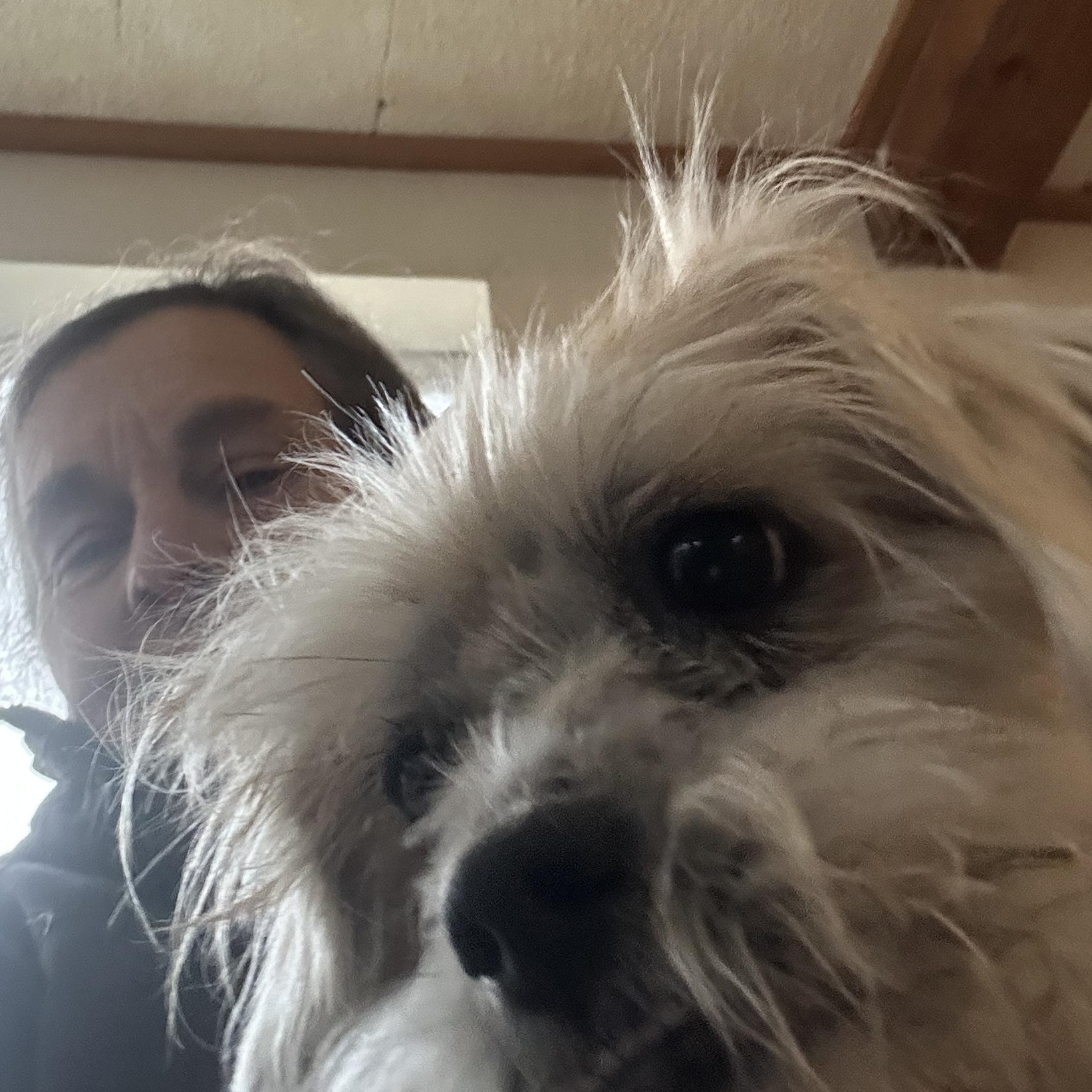 Enlarge Glitter Sparkle Pants , an adopted mixed breed in Sheridan, OR image 3/6