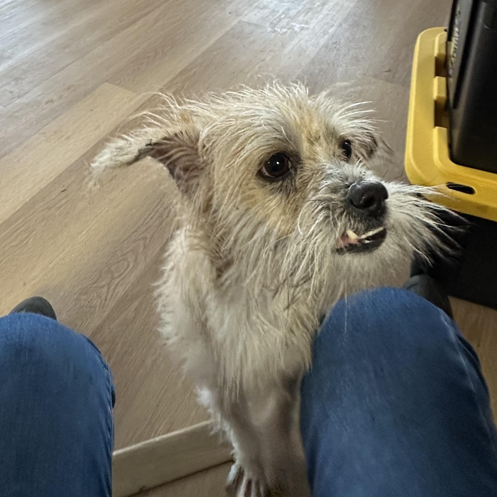 Enlarge Glitter Sparkle Pants , an adopted mixed breed in Sheridan, OR image 5/6