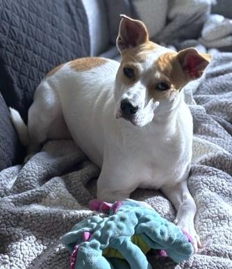 Enlarge Rugrat, a Adoptable mixed breed in Washington, DC image 1/3