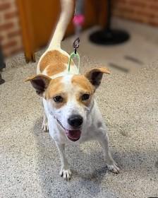 Rugrat, Adoptable, Adult Female Terrier & Parson Russell Terrier.