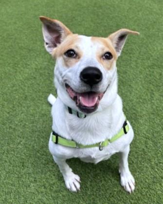 Rugrat, Adoptable, Adult Female Terrier & Parson Russell Terrier.
