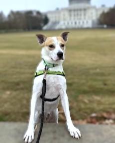 Enlarge Rugrat, a Adoptable mixed breed in Washington, DC image 3/3